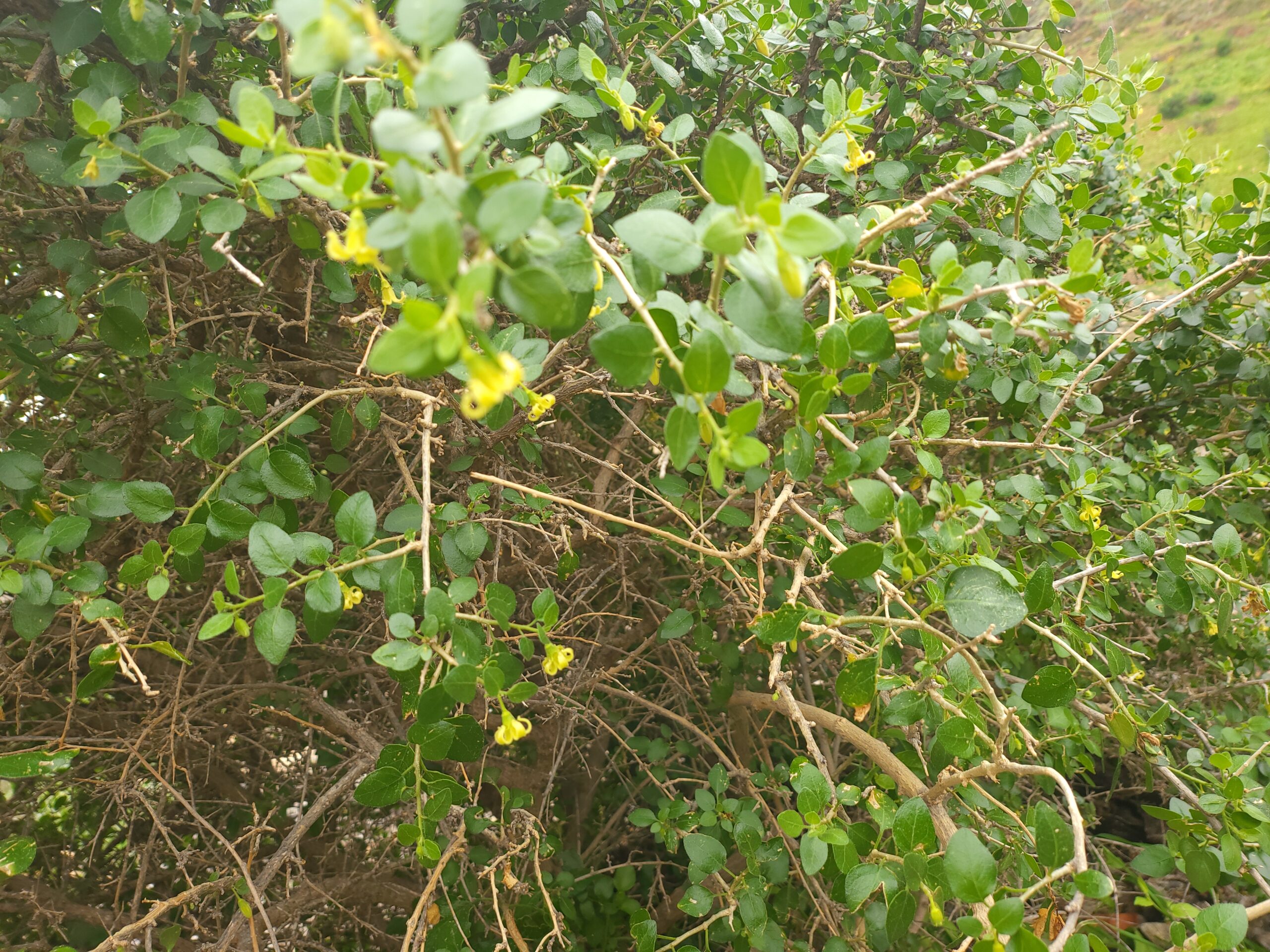 Withania Frutescens – Detailansicht zur Bestimmung