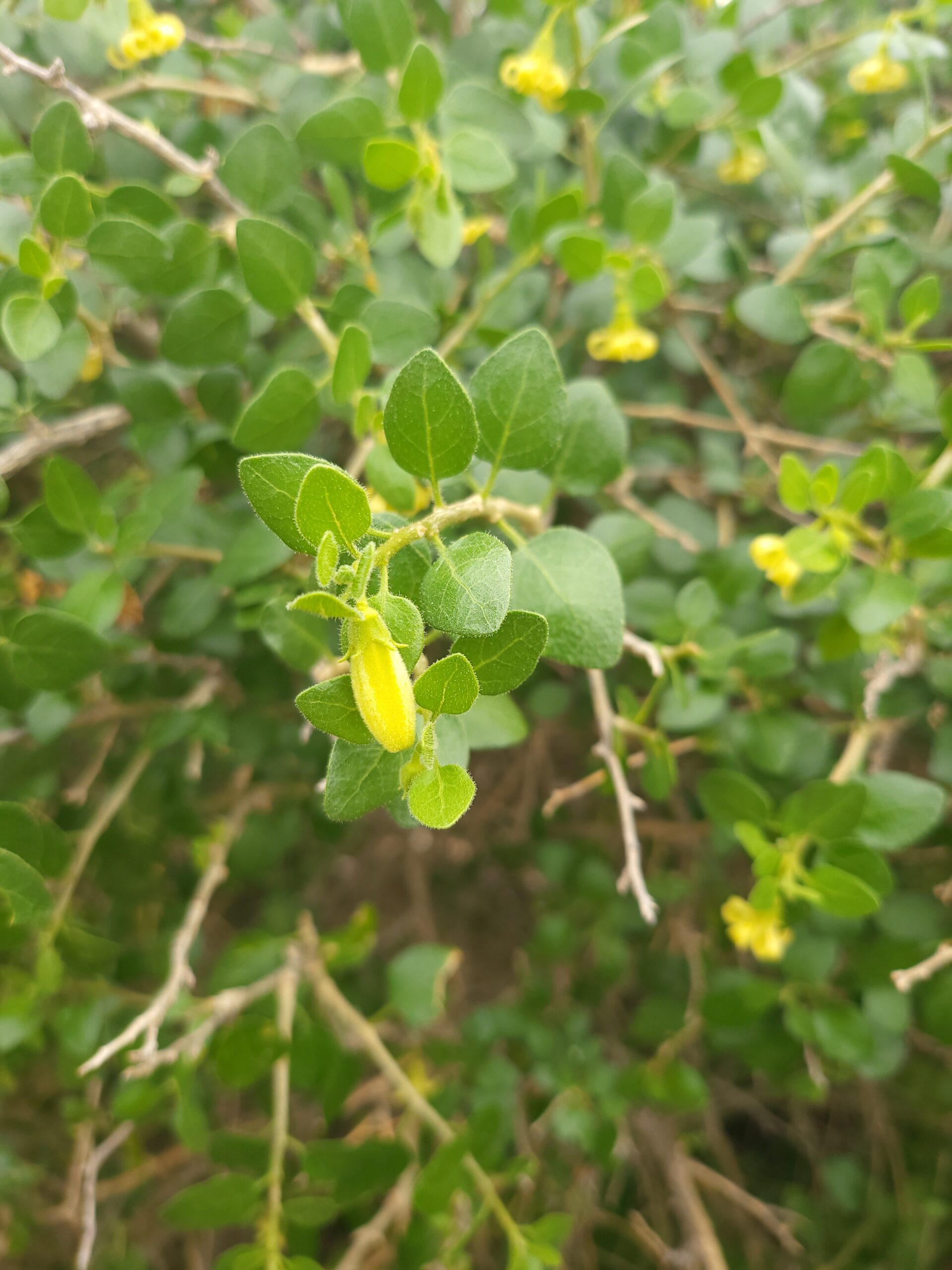 Withania Frutescens – ergänzende Ansicht 3