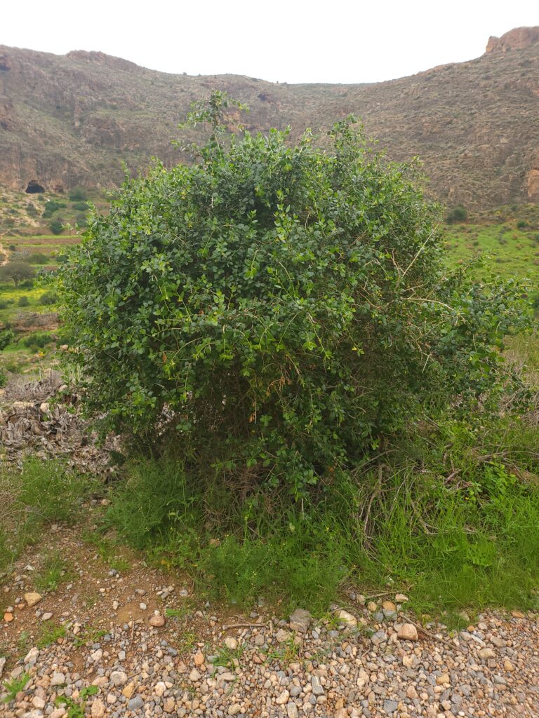 Withania Frutescens