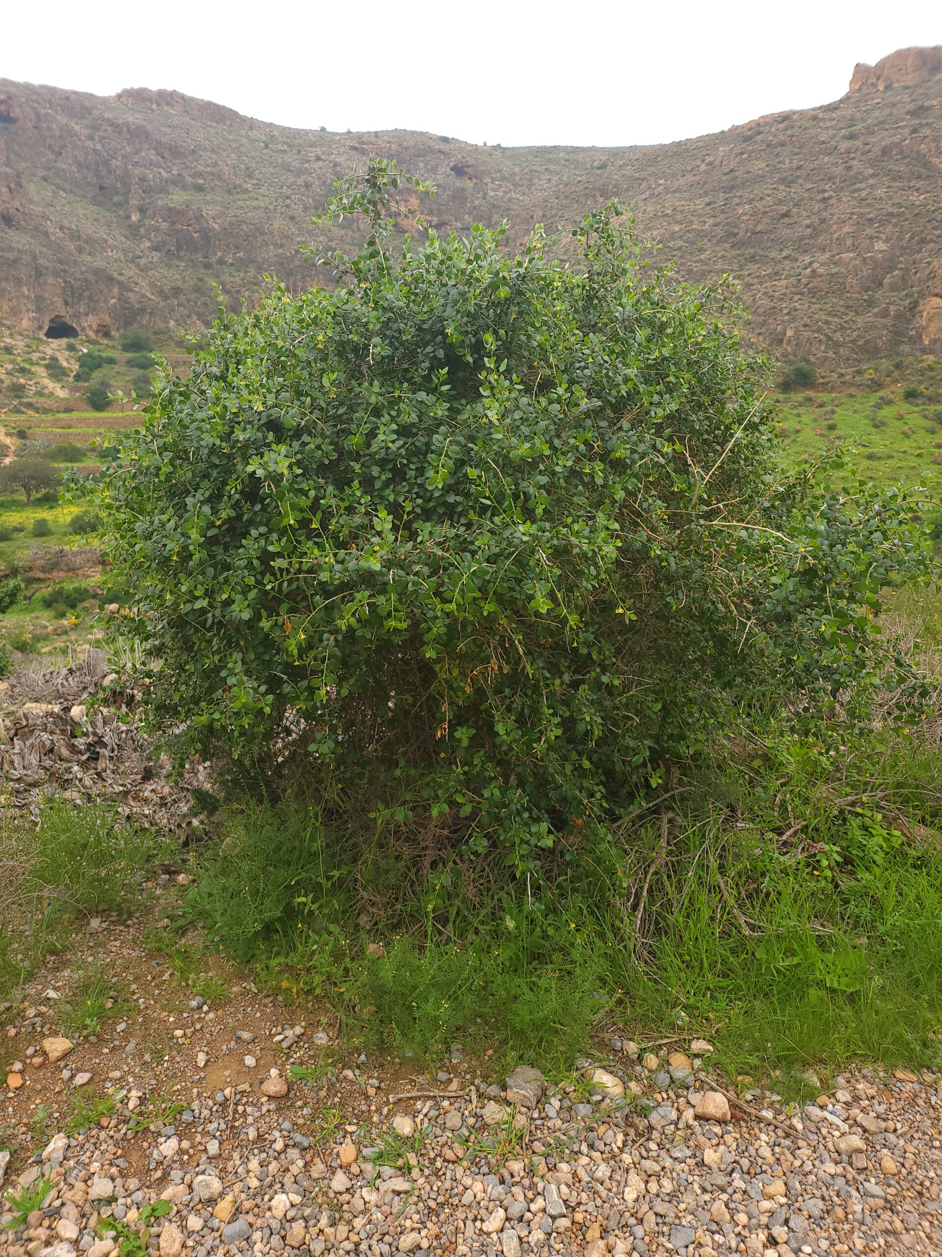 Withania Frutescens
