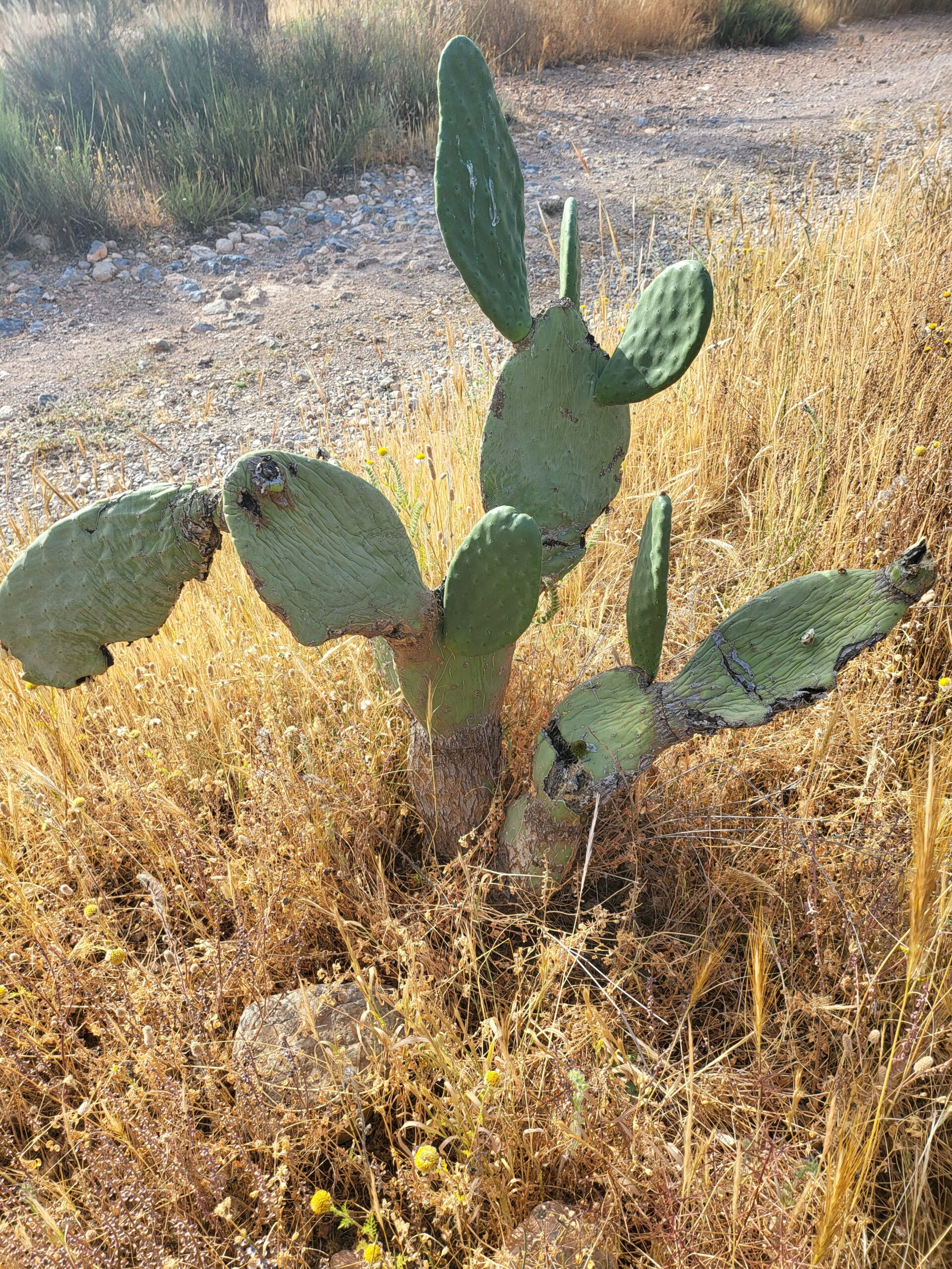 Ein grüner Feigenkaktus wächst zwischen trockenem Gras und steinigem Boden in einer sonnigen, mediterranen Landschaft.