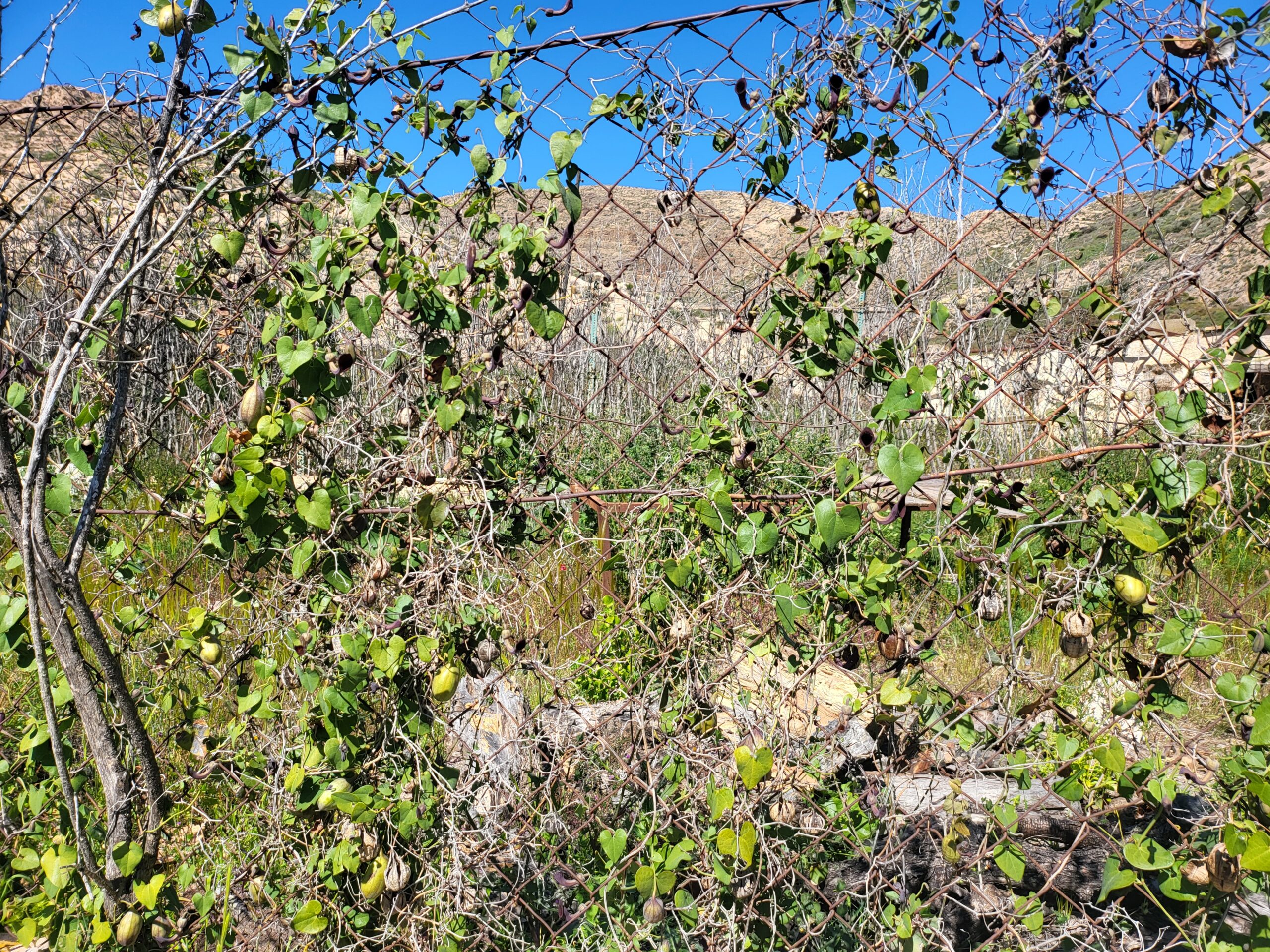 Andalusische Pfeifenwinde am Zaun Andalusische Pfeifenwinde – Bild 1