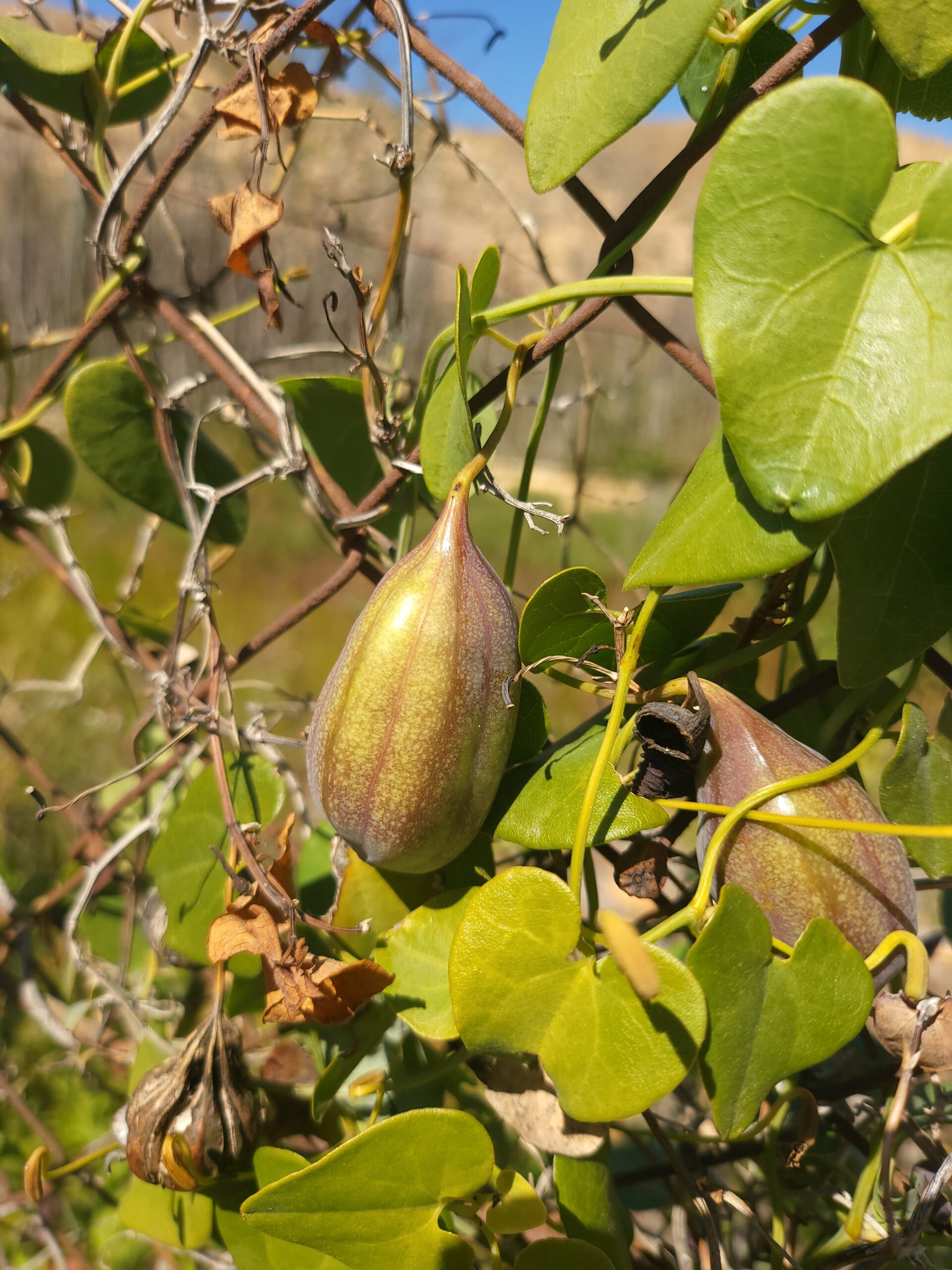 Andalusische Pfeifenwinde – Bild 2