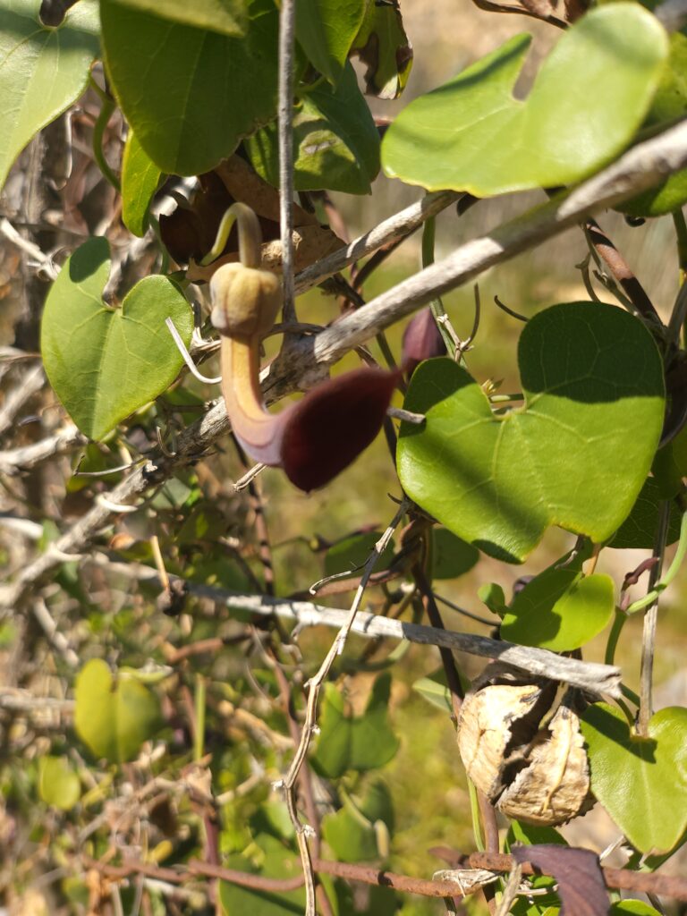 Andalusische Pfeifenwinde mit Blüten und Früchten an Zweigen