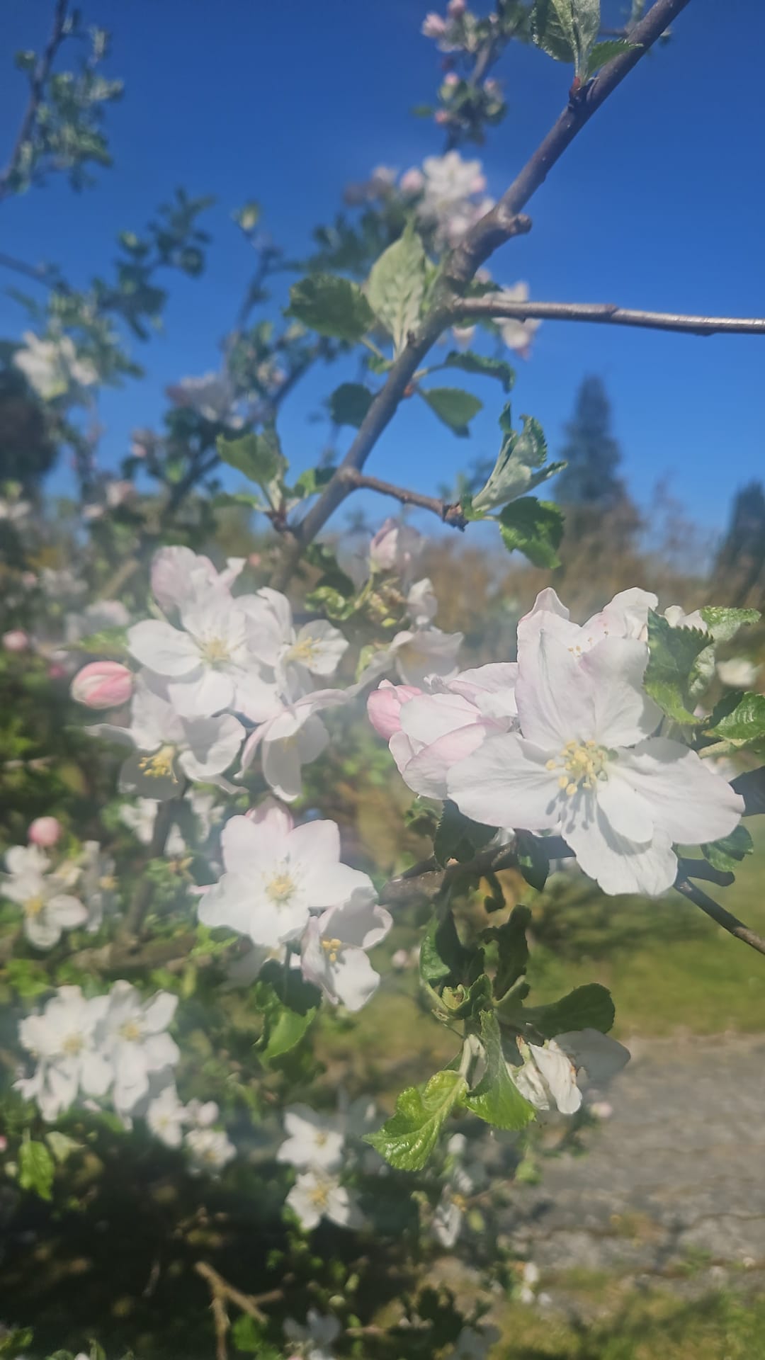 Blühender Apfelbaum im Frühling Apfelbaum mit blühenden weißen Blüten und grünen Blättern an einem sonnigen Tag