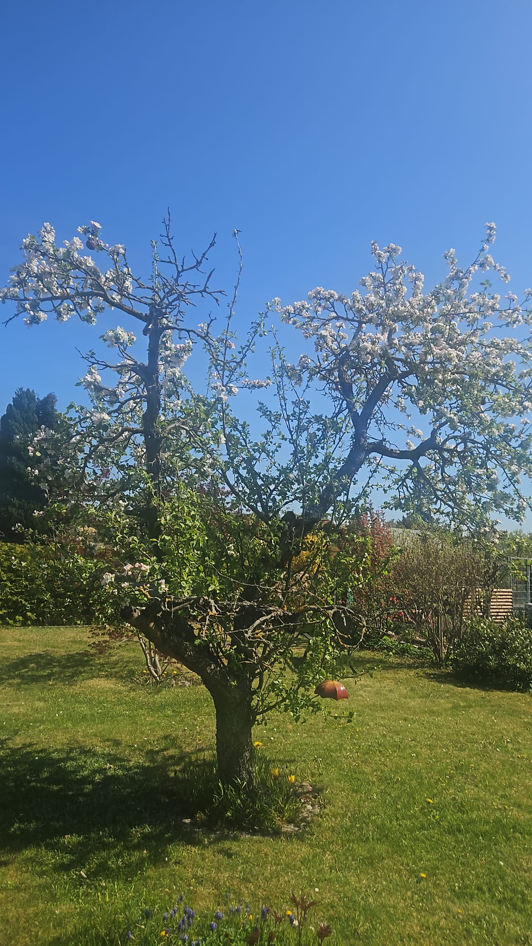 Blühender Apfelbaum in sonnigem Garten mit grünem Gras