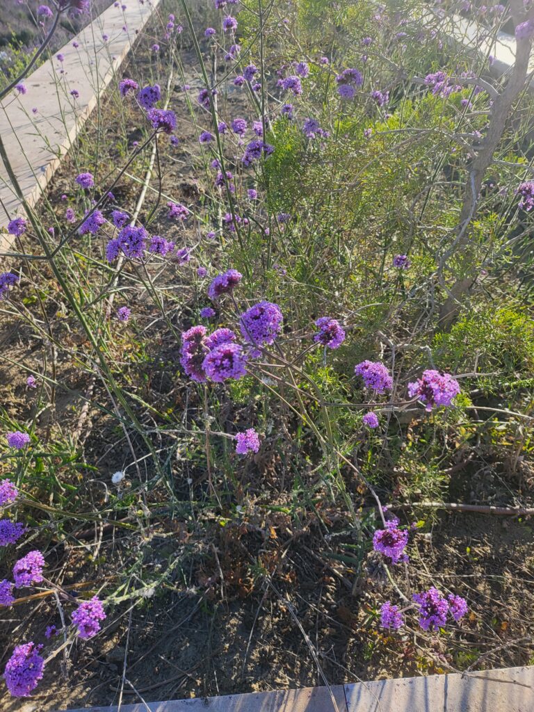 Lila blühendes argentinisches Eisenkraut in einem Garten