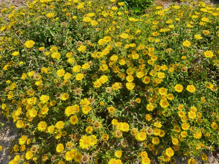 Blühende gelbe Blumen mit grünen Blättern in dichter Anordnung