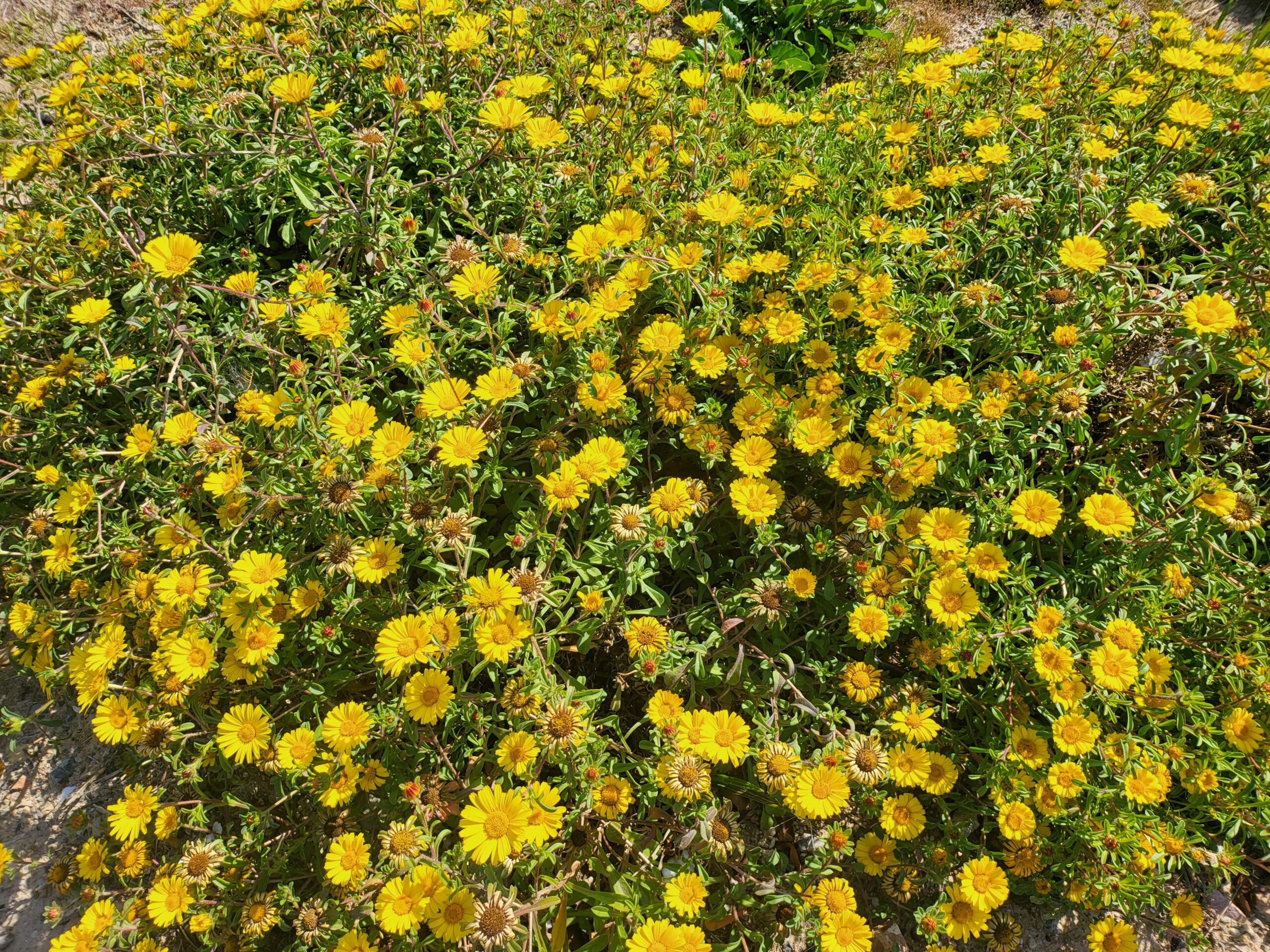 Blühende gelbe Blumen mit grünen Blättern in dichter Anordnung