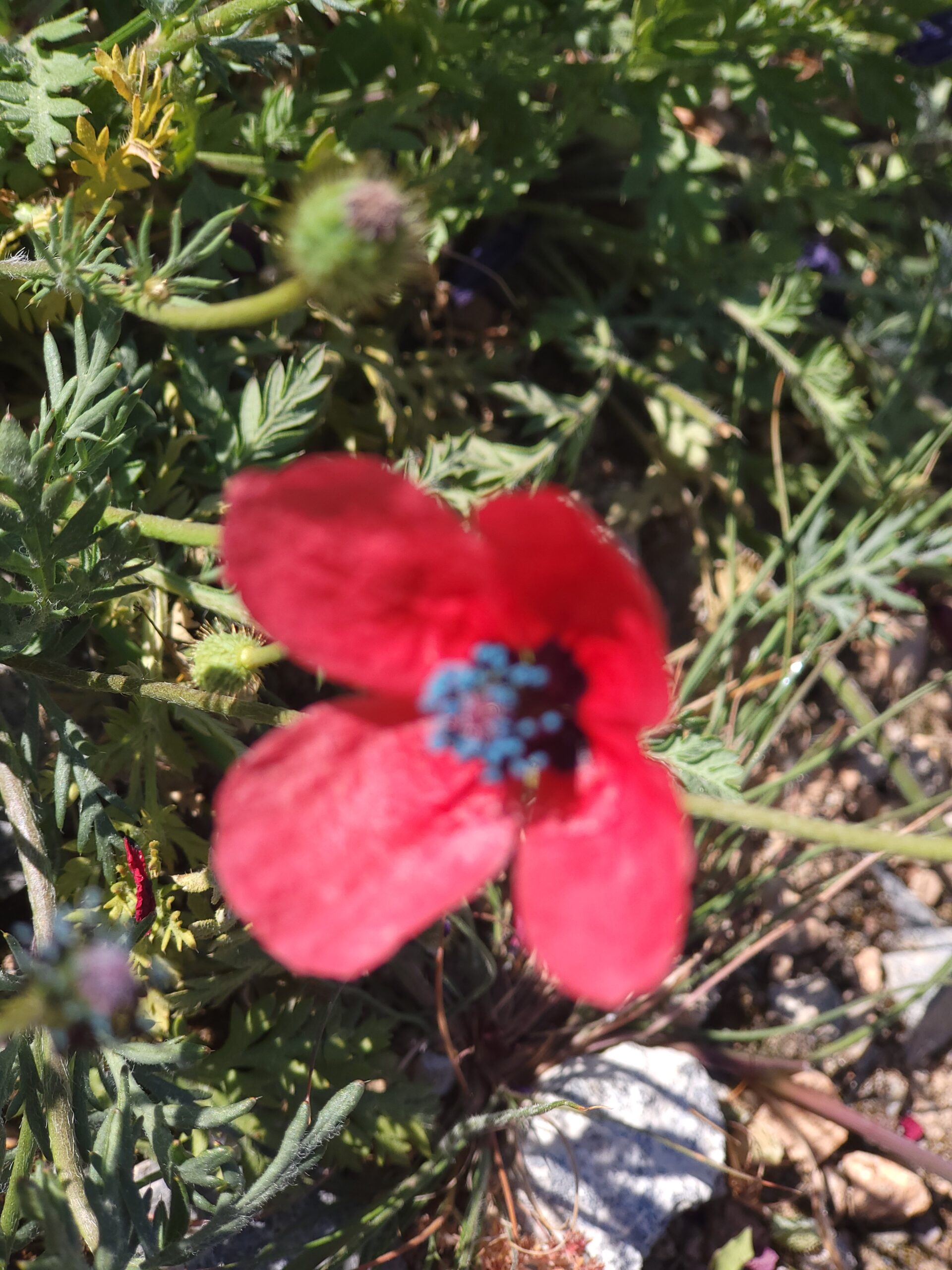 Rote Blüte des Bastard-Mohns Papaver hybridum