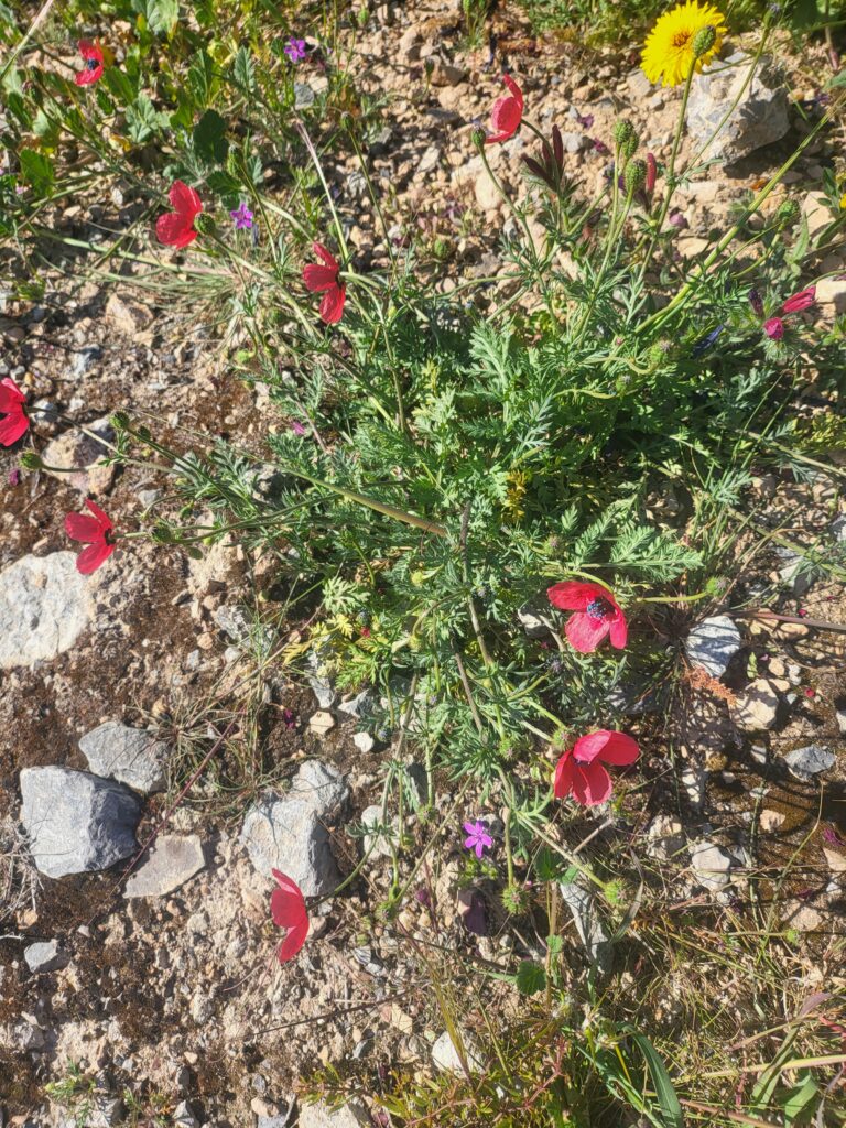 Roter Bastard-Mohn mit grünem Laub auf steinigem Boden
