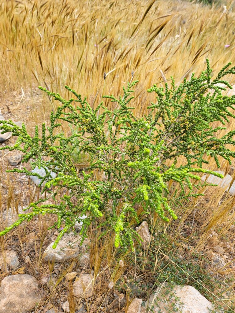 Grüne Pflanze mit kleinen Blättern in trockener Landschaft