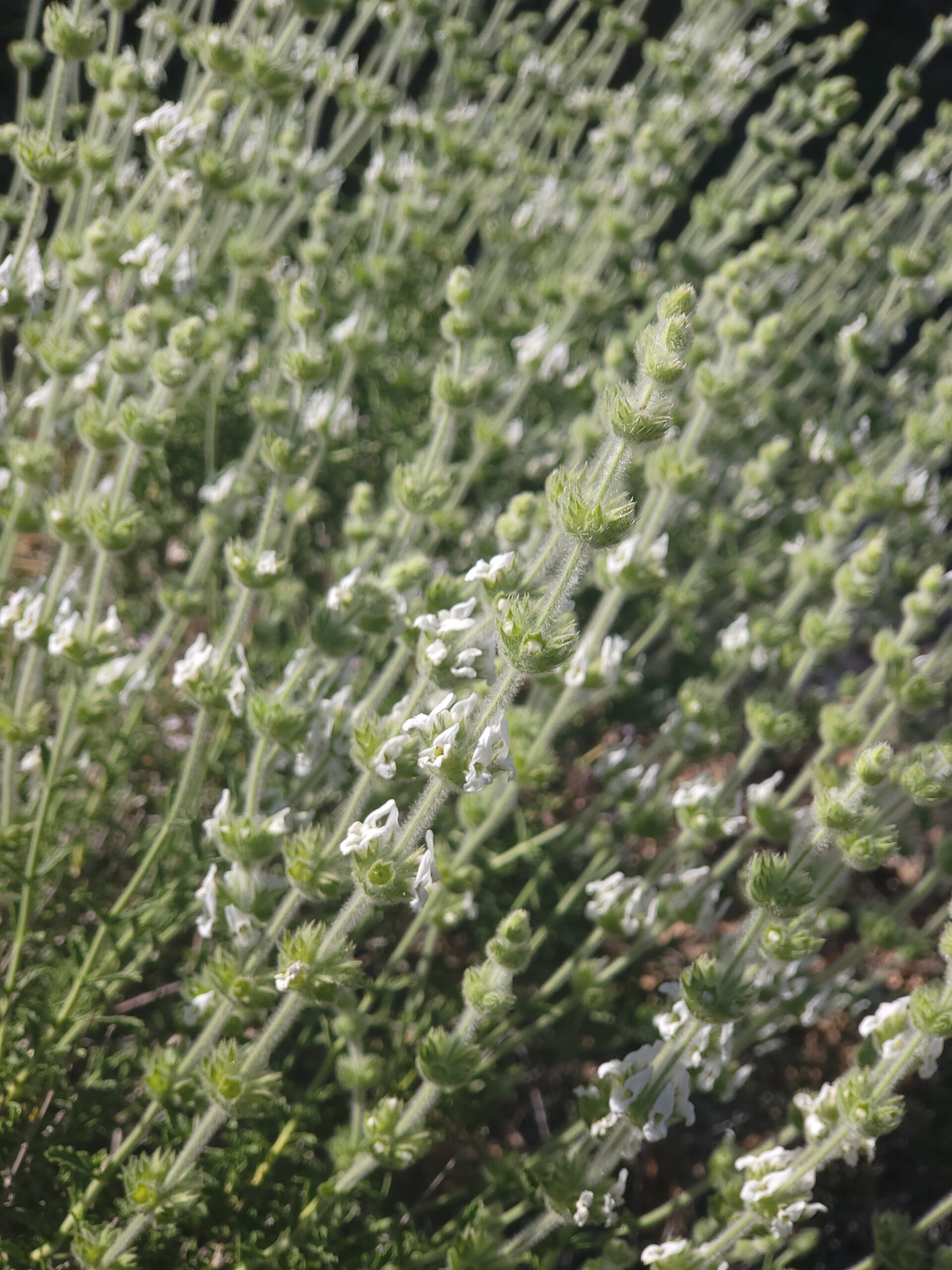 Behaartes Gliedkraut in Blüte Behaartes Gliedkraut – Bild 1