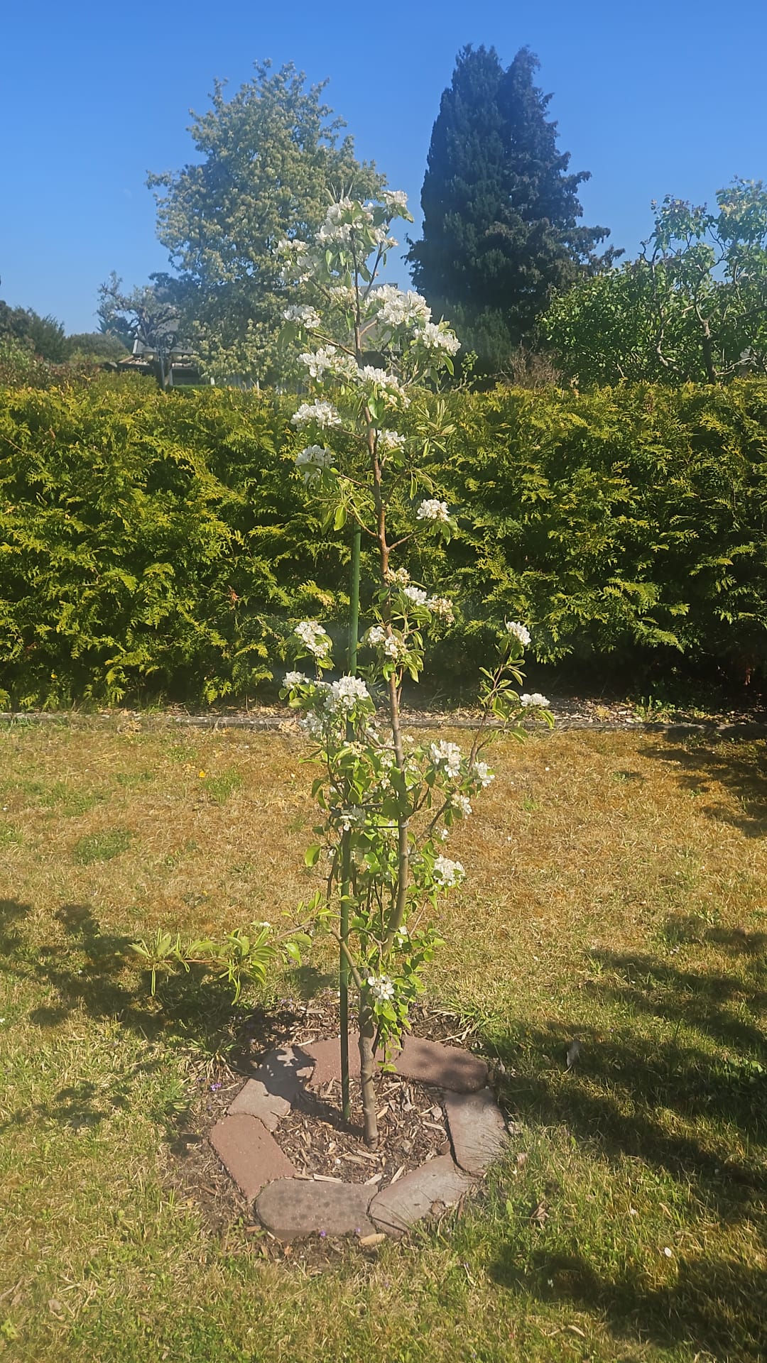 Junger Birnenbaum mit Blüten vor grünem Hintergrund