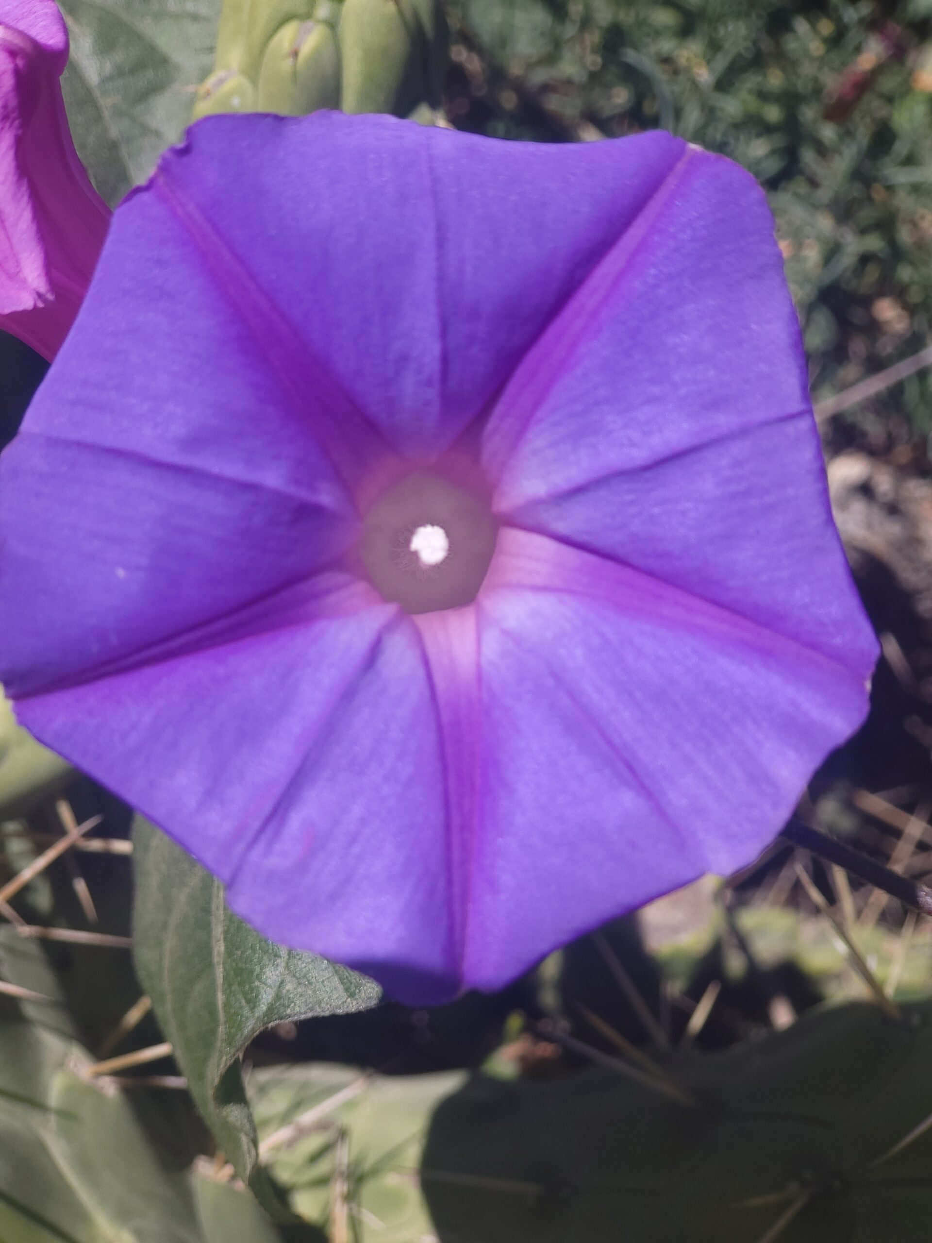 Blaue Prunkwinde Ipomoea tricolor mit leuchtend blauen Blüten