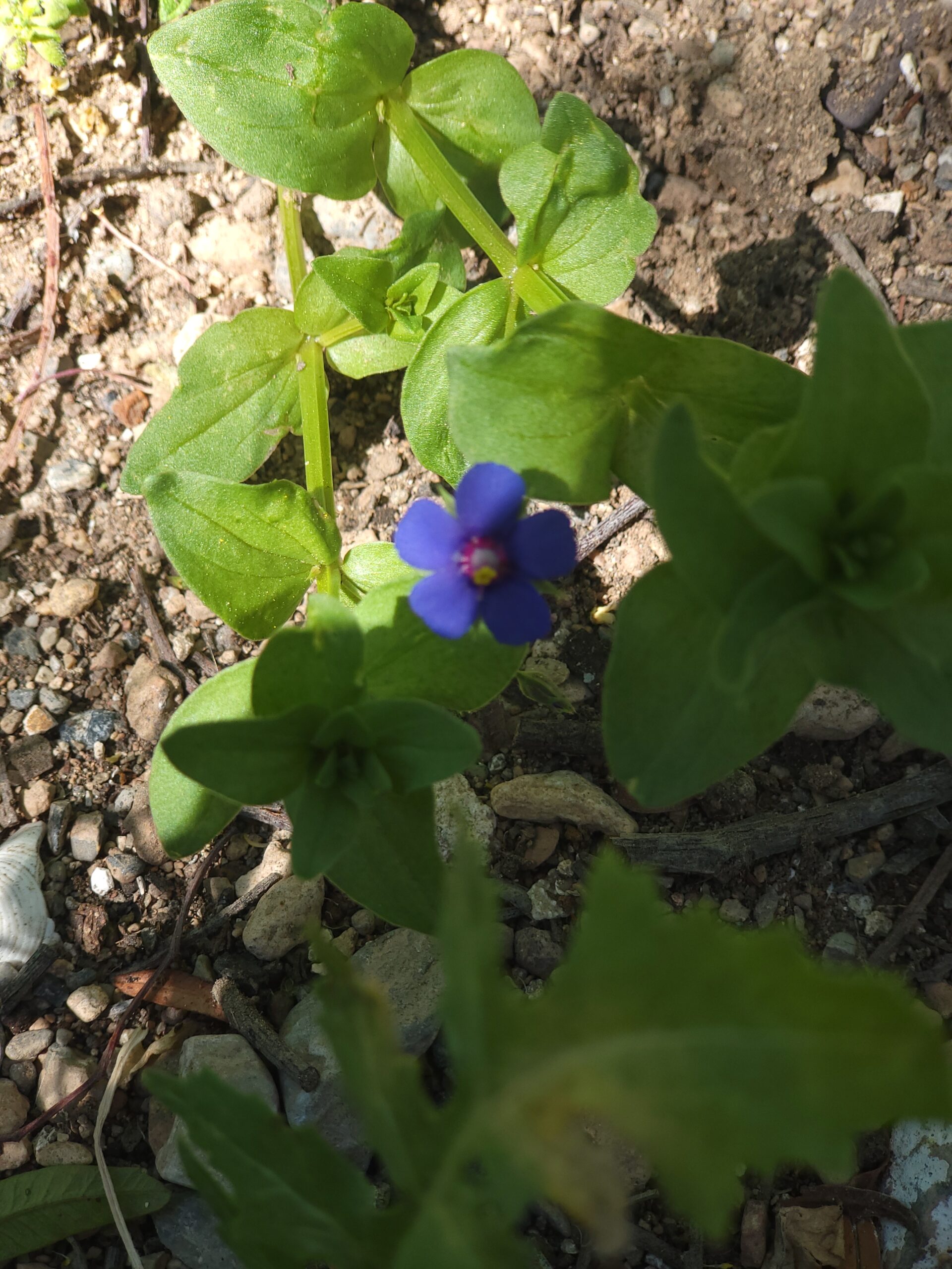 Blauer Ackergauchheil – Bild 1 Blauer Ackergauchheil – Bild 1