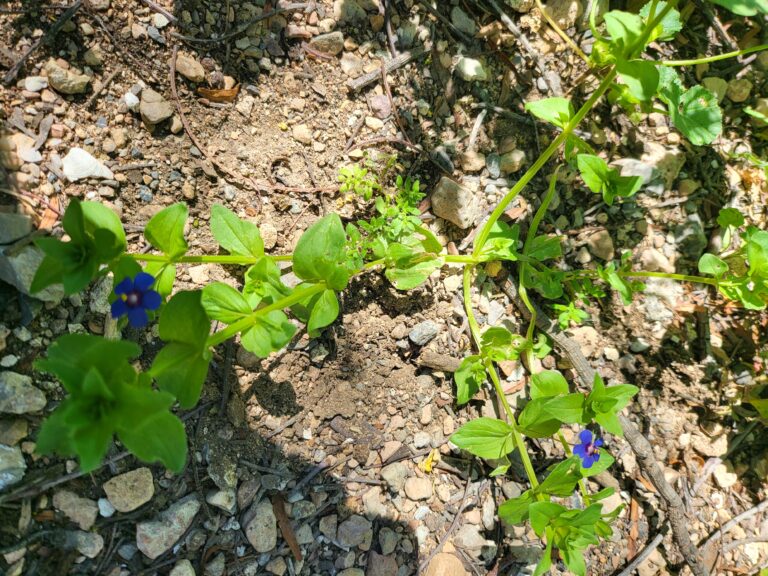 Blauer Ackergauchheil mit grünen Blättern auf steinigem Boden