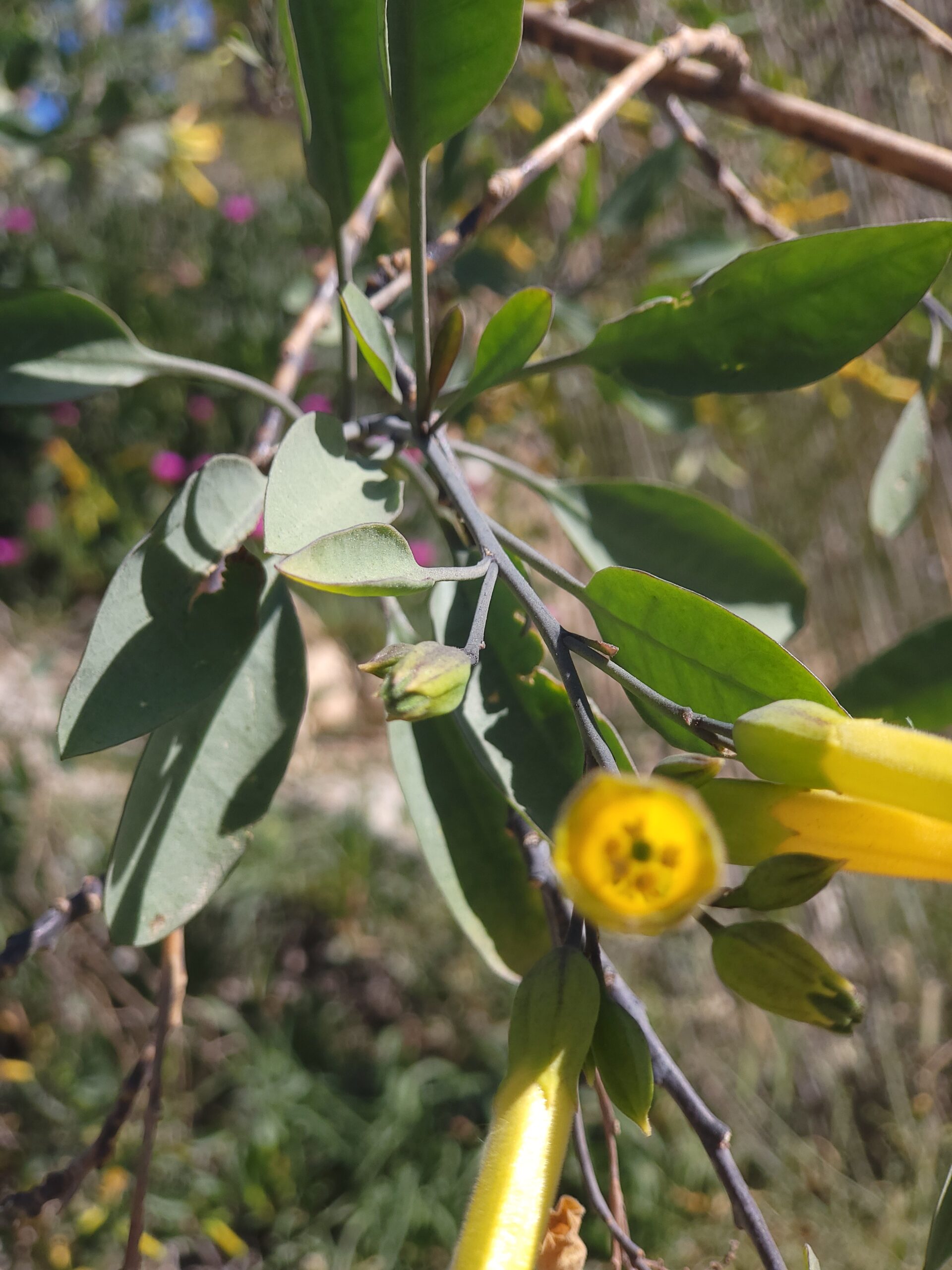 Blaugrüner Strauchtabak – Bild 2