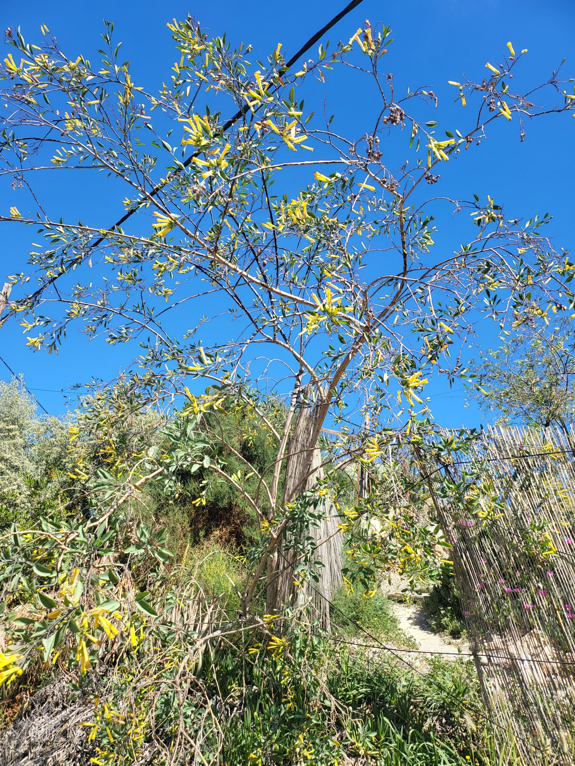 Gelb blühender Strauch mit schmalen, grünen Blättern unter blauem Himmel