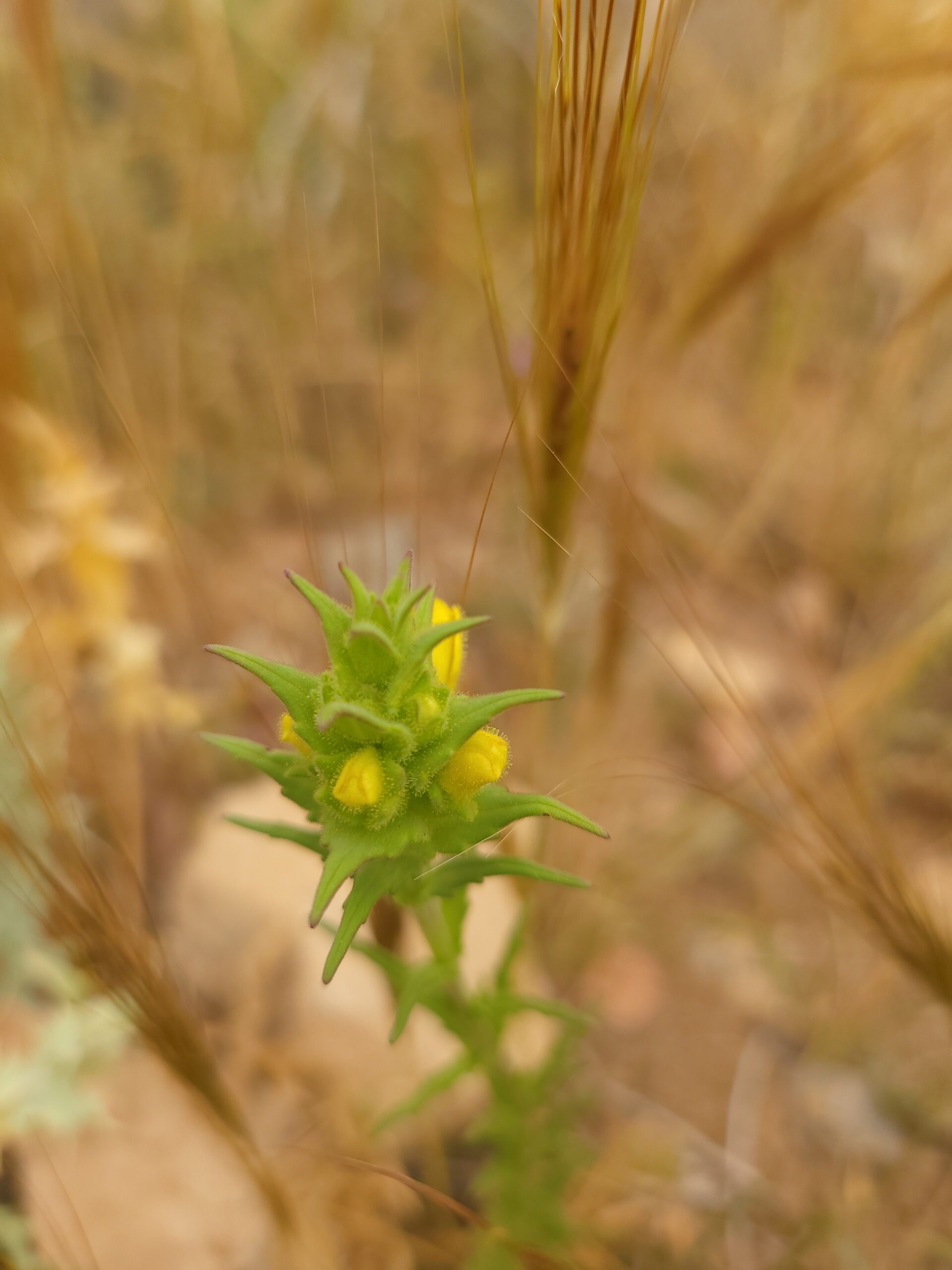 Blüte der Bunten Bellardie im Detail Nahaufnahme einer Blüte der Bunten Bellardie