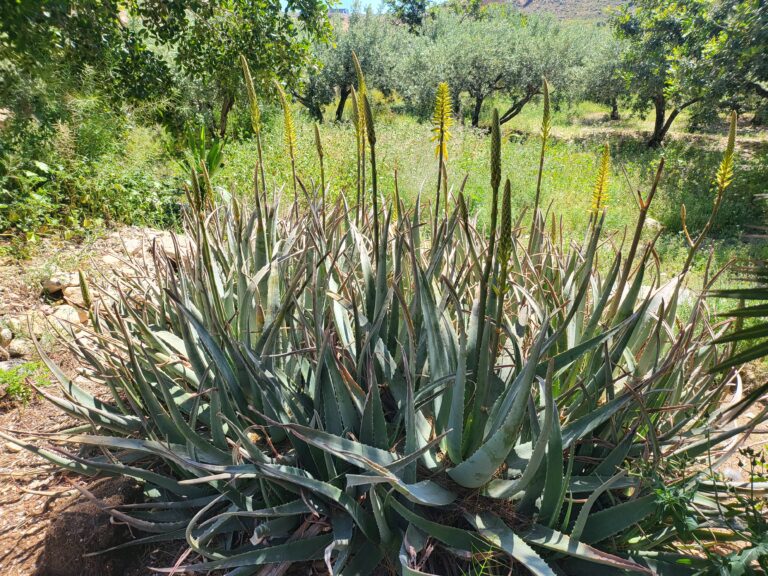 Garten mit blühender Echten Aloe in der Sonne