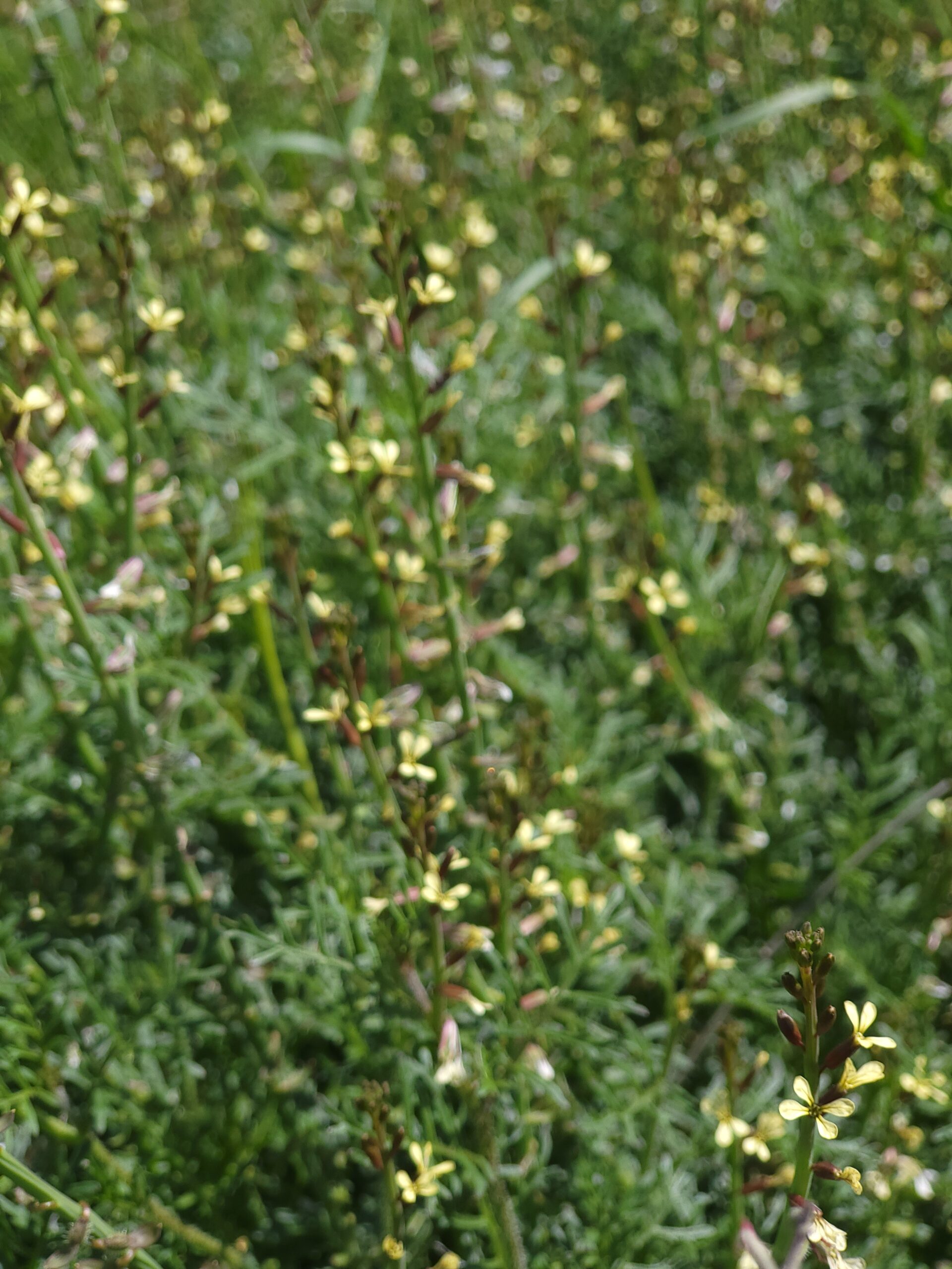 Blühende einjährige Carrichtera Pflanzen in Gartenlandschaft