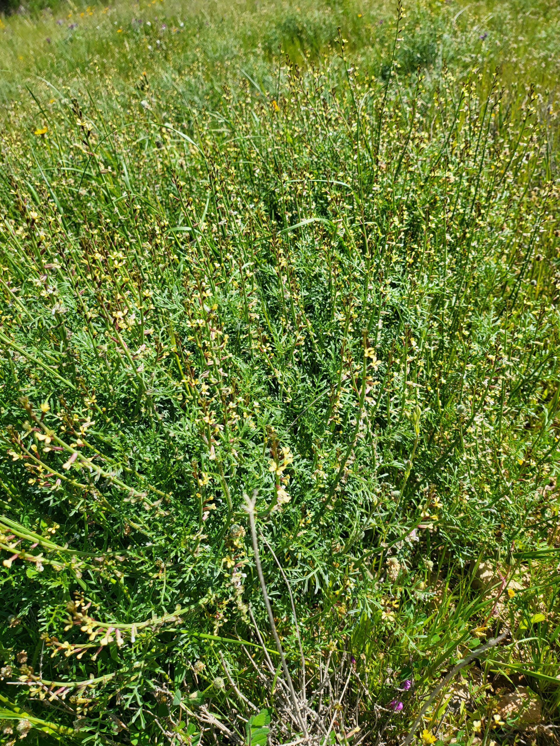 Dichte Wiese mit grüner buschiger Pflanze überdeckt