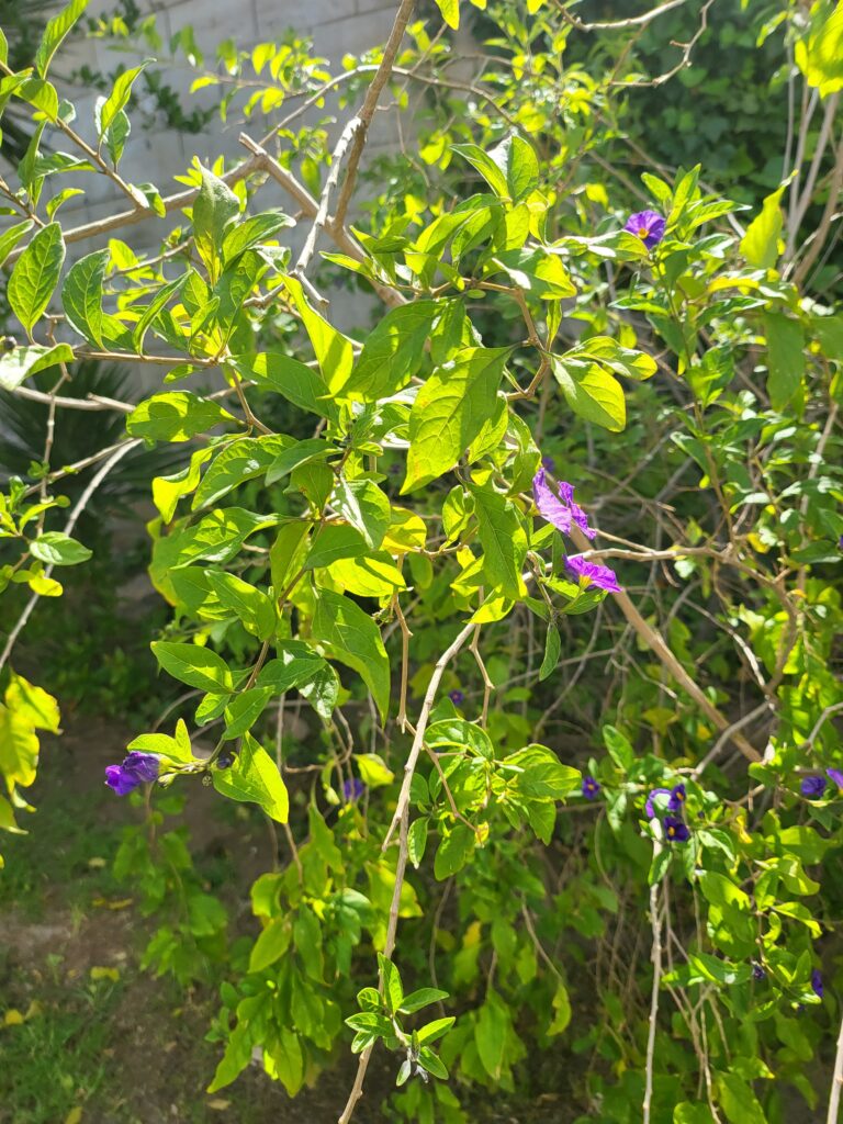 Enzianstrauch mit grünen Blättern und lila Blüten im Sonnenlicht
