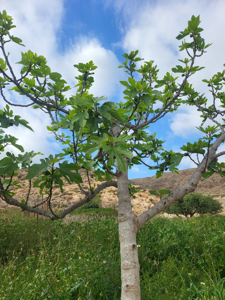 Feigenbaum mit grünen Blättern vor blauem Himmel