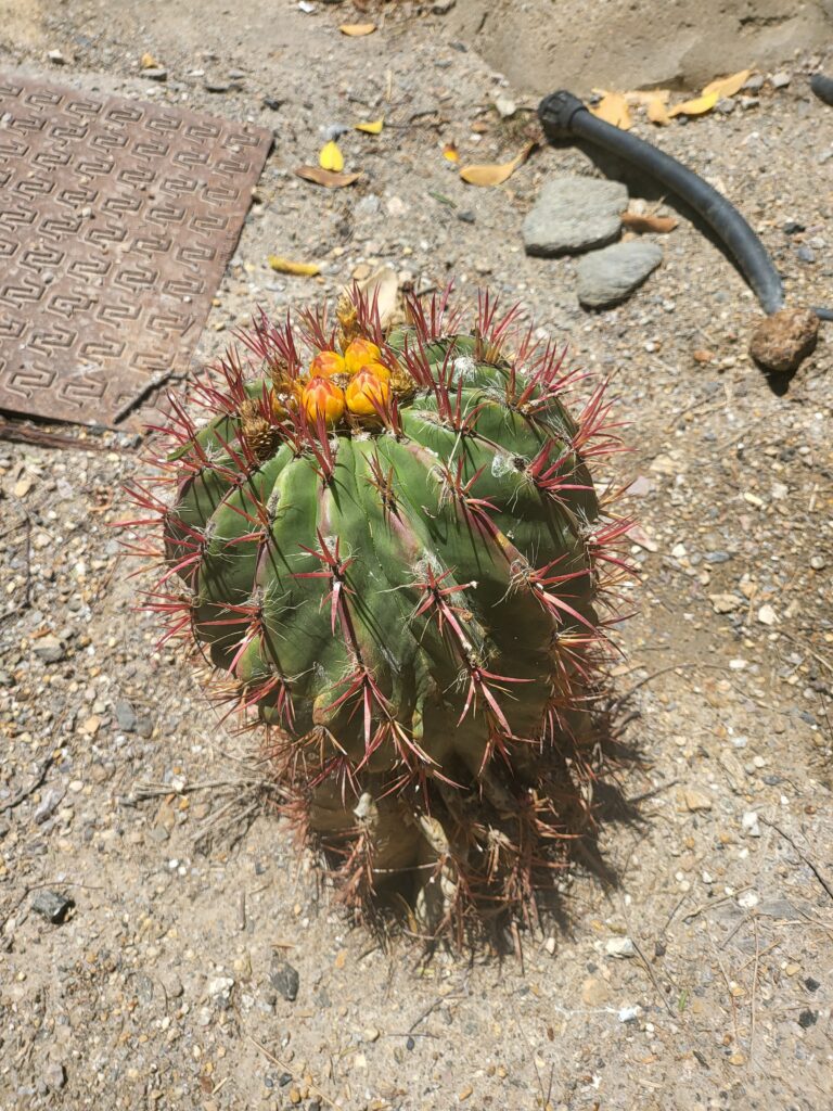 Ferocactus Pilosus im Sand mit gelben Blüten