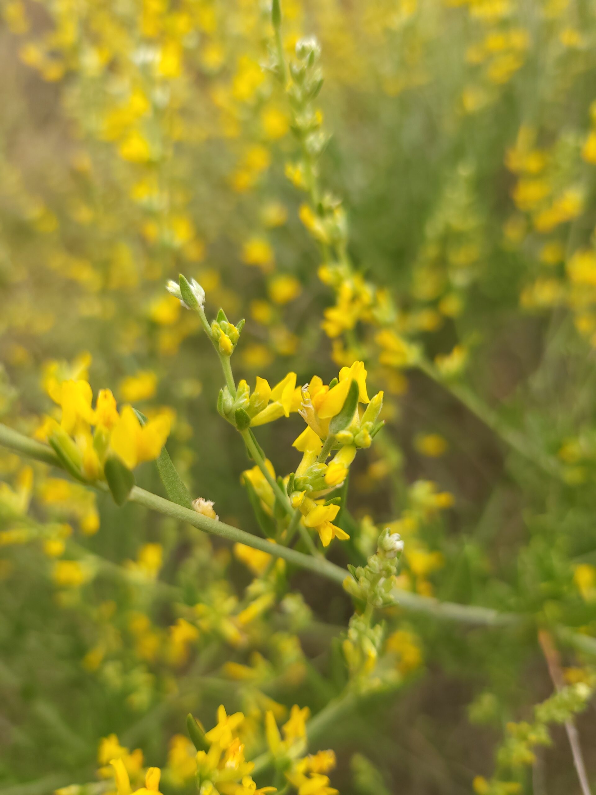 Blühender Geißkleeartiger Wundklee Geißkleeartiger Wundklee – Nahaufnahme von gelben Blüten des Geißkleeartigen Wundklees