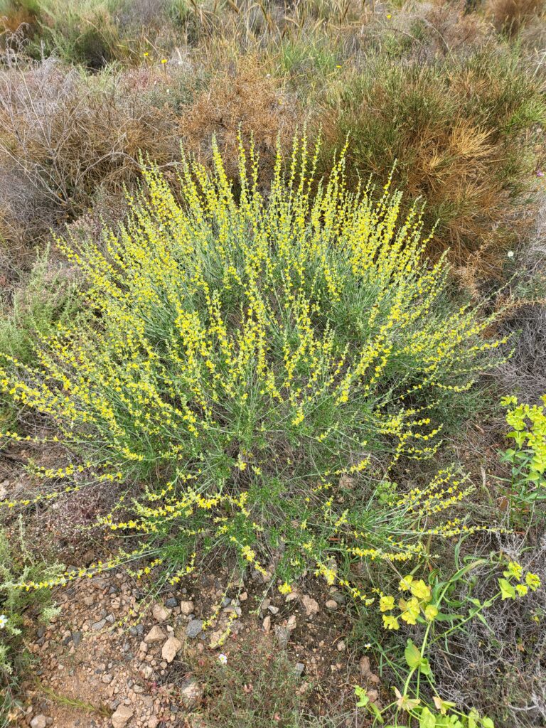 Geißkleeartiger Wundklee mit gelben Blüten in natürlicher Umgebung