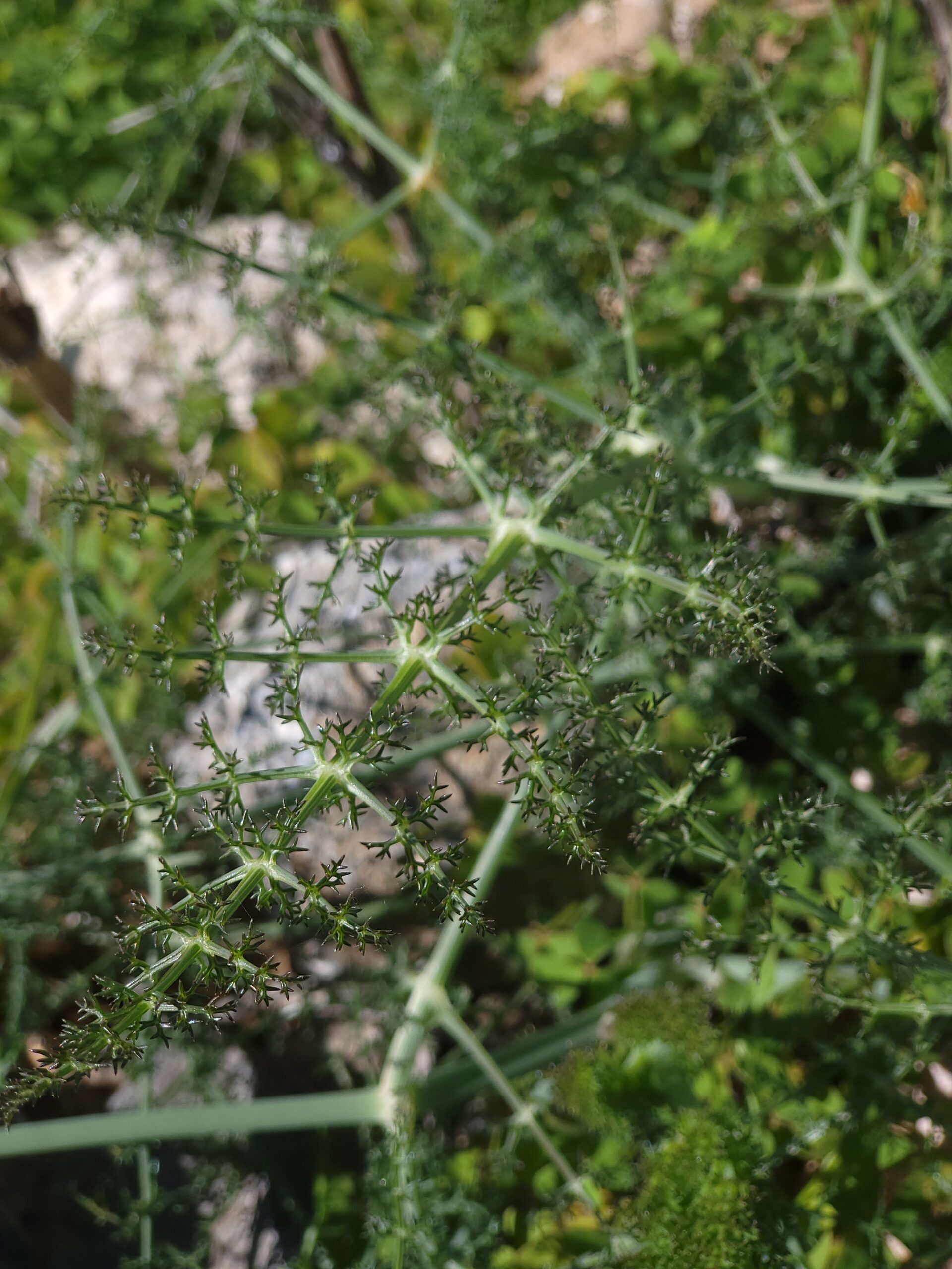 Gemeiner Fenchel Essbar – Nahaufnahme von grünen, filigranen Fenchelblättern im Garten