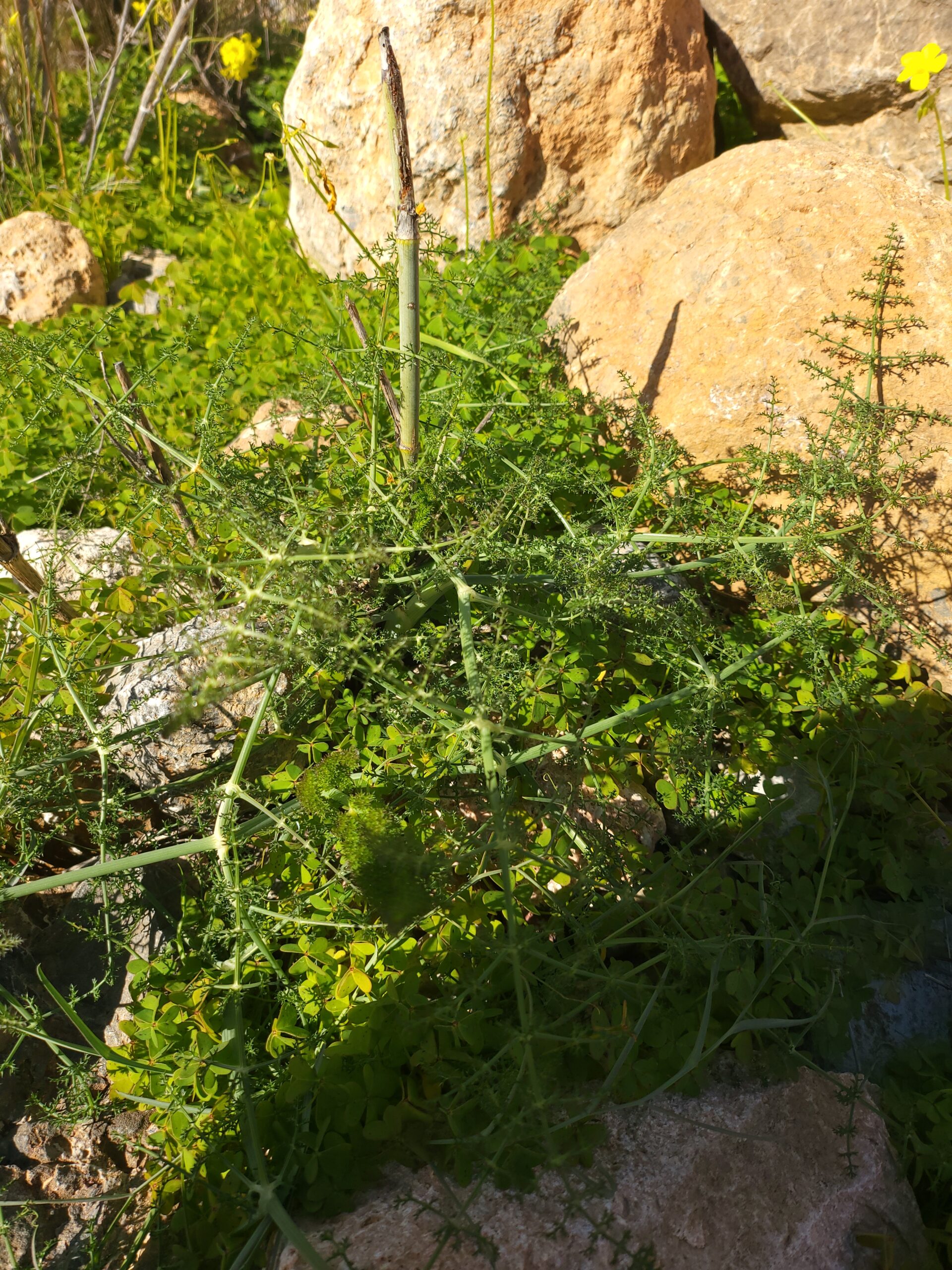 Grüner Fenchel zwischen Felsen und Vegetation