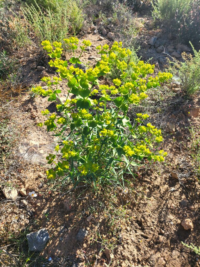 Gezähnte Wolfsmilch auf sandigem Boden mit gelben Blüten