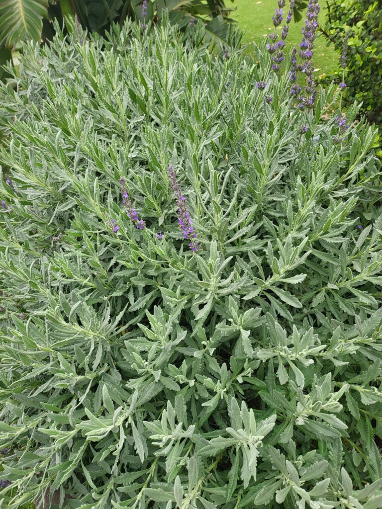 Gezähnter Lavendel mit lila Blüten und gezackten Blättern