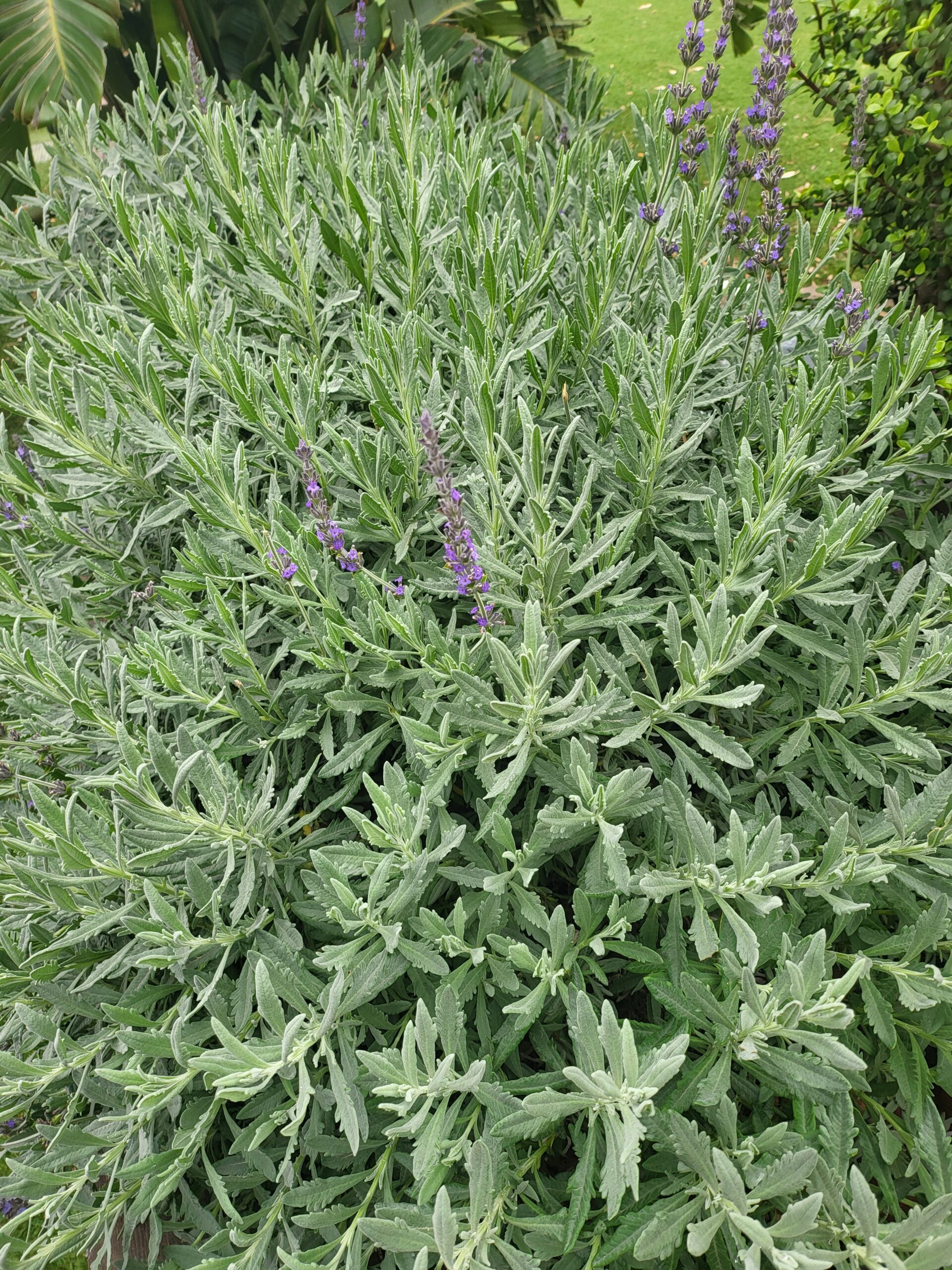 Gezähnter Lavendel mit lila Blüten und gezackten Blättern