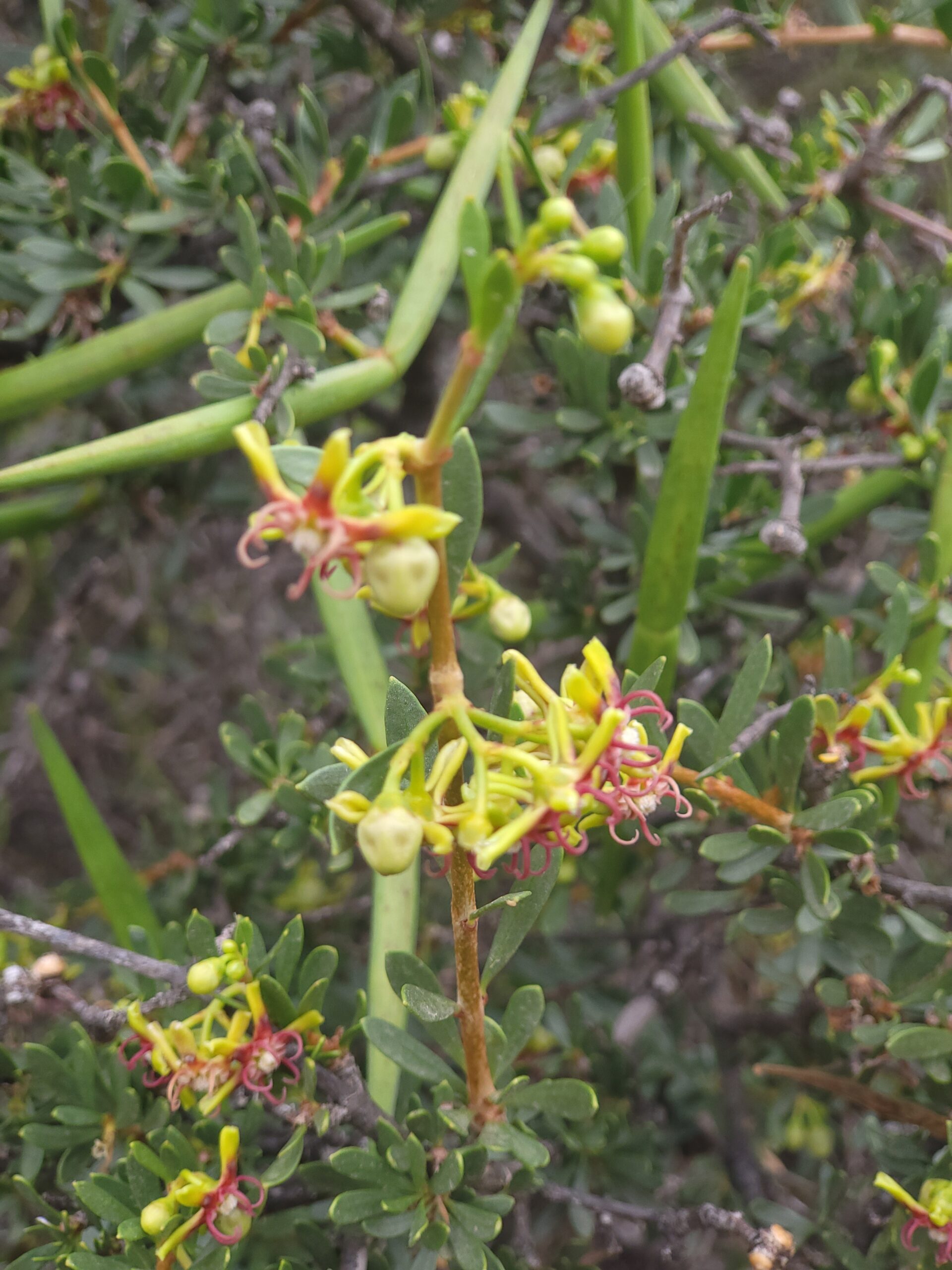 Glatte Baumschlinge mit Blüten und langen Fruchtkapseln