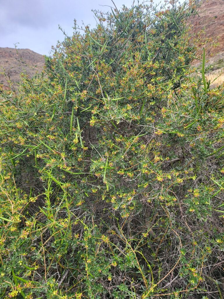 Buschartige Pflanze mit kleinen gelb-blüten und dornigen Zweigen