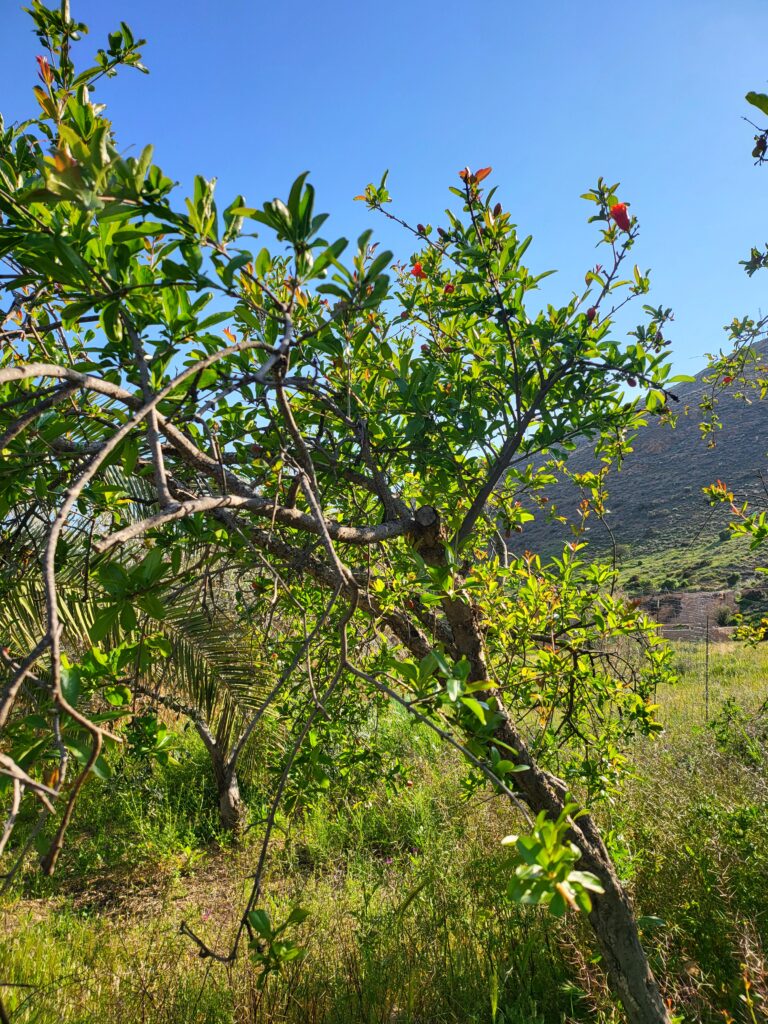 Granatapfelbaum Standort – Granatapfelbaum