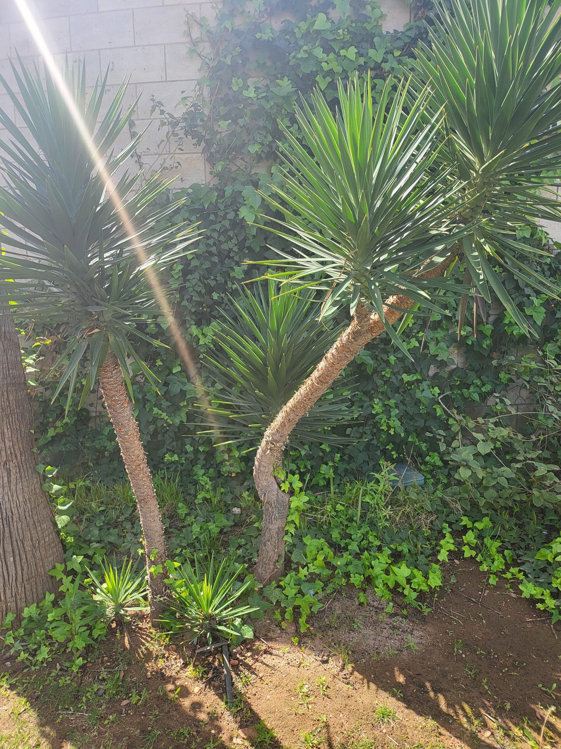 Palmlilien mit langen, schmalen Blättern im Garten