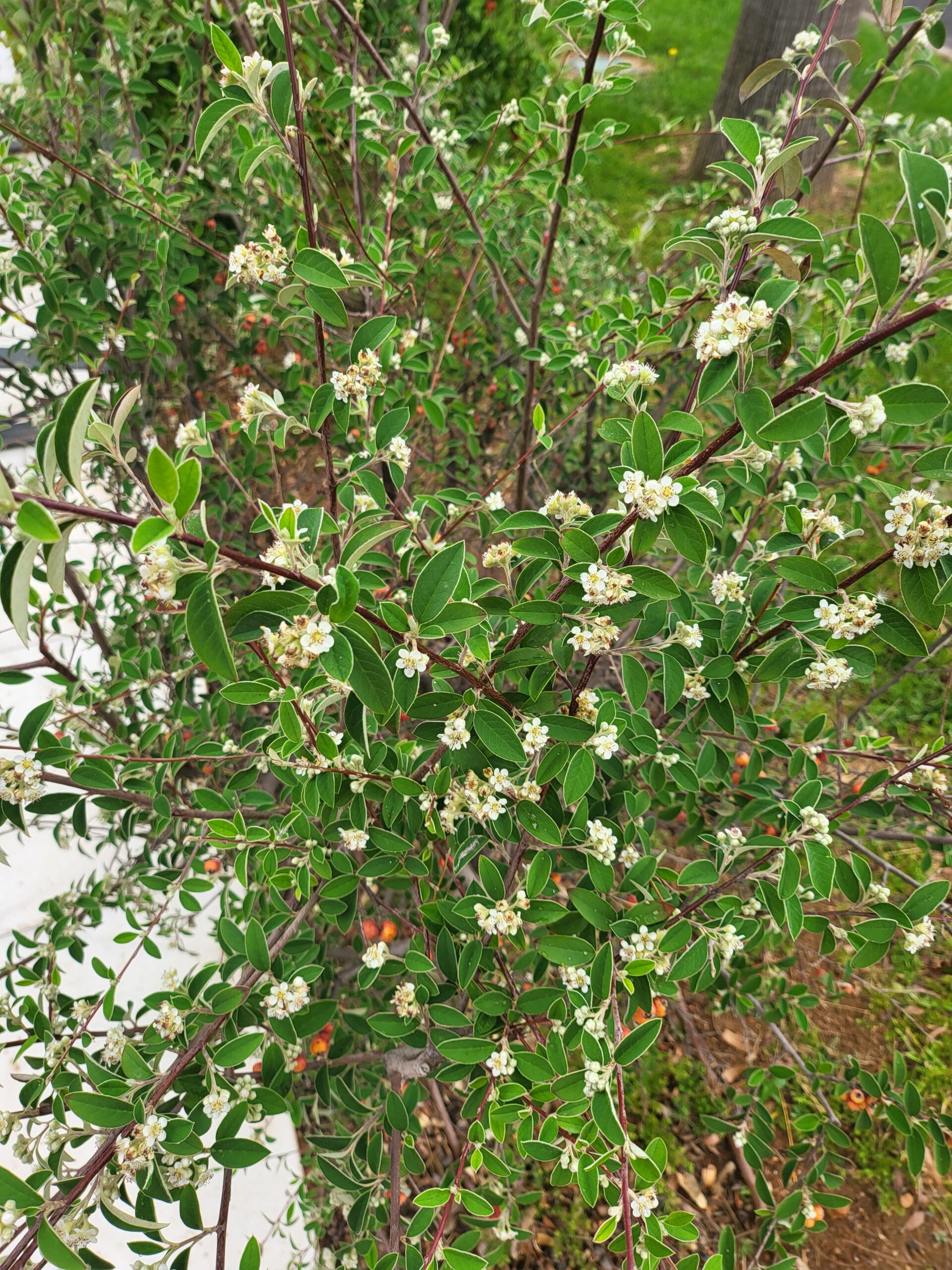 Zweig einer Pflanze mit kleinen weißen Blüten und grünen Blättern