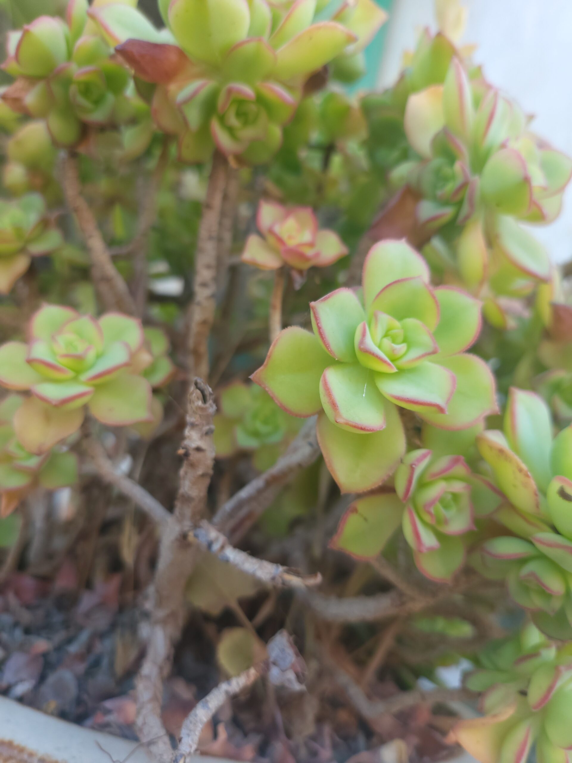 Nahaufnahme von grüner und roter Hauswurz im Garten