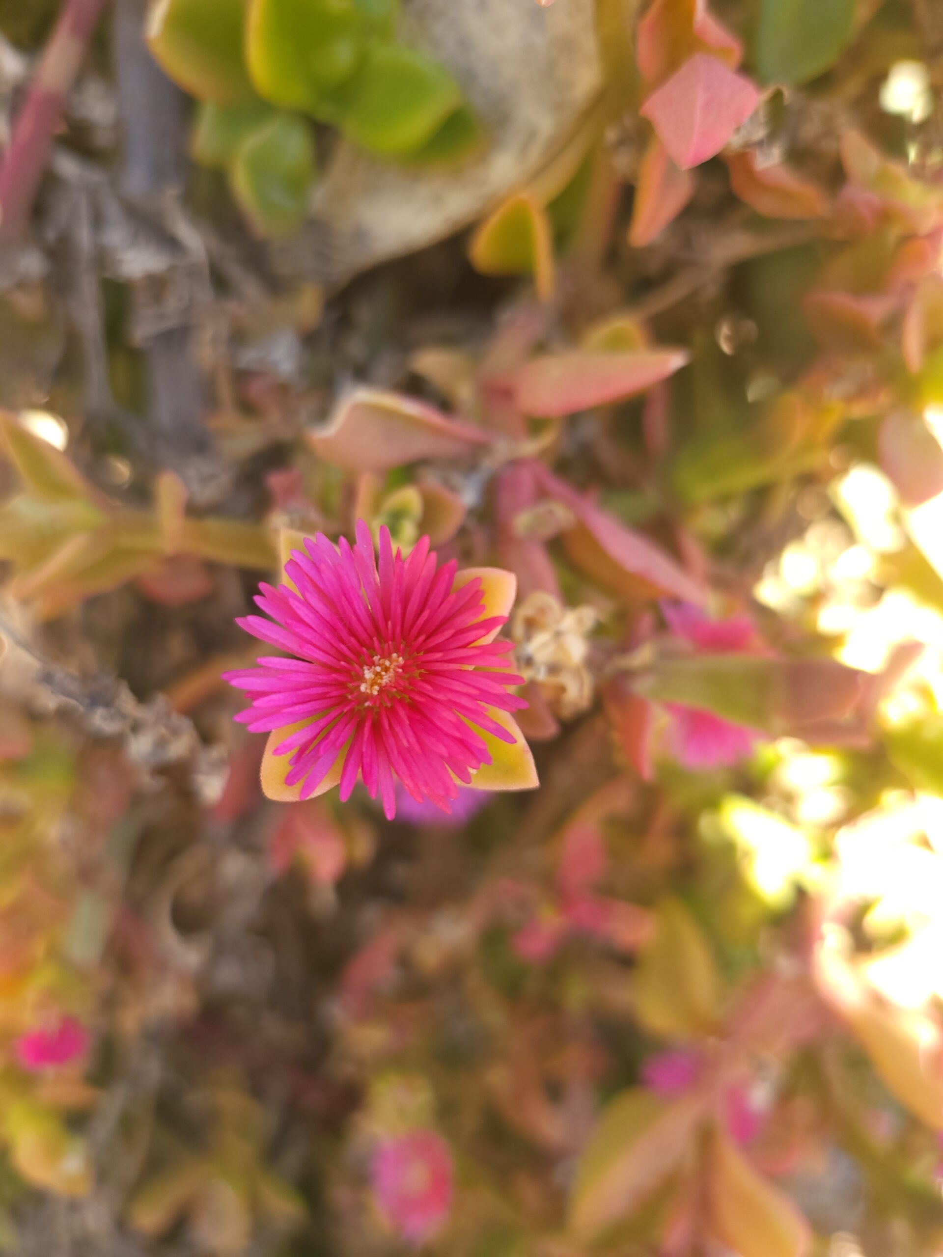 Herzblättrige Aptenia mit rosafarbener Blüte