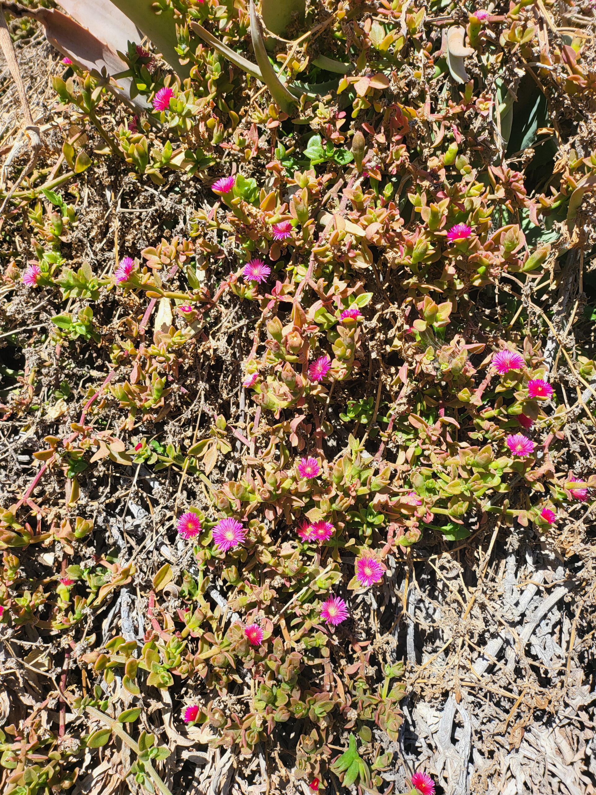 Nahaufnahme einer herzblättrigen Aptenia mit pinkfarbenen Blüten