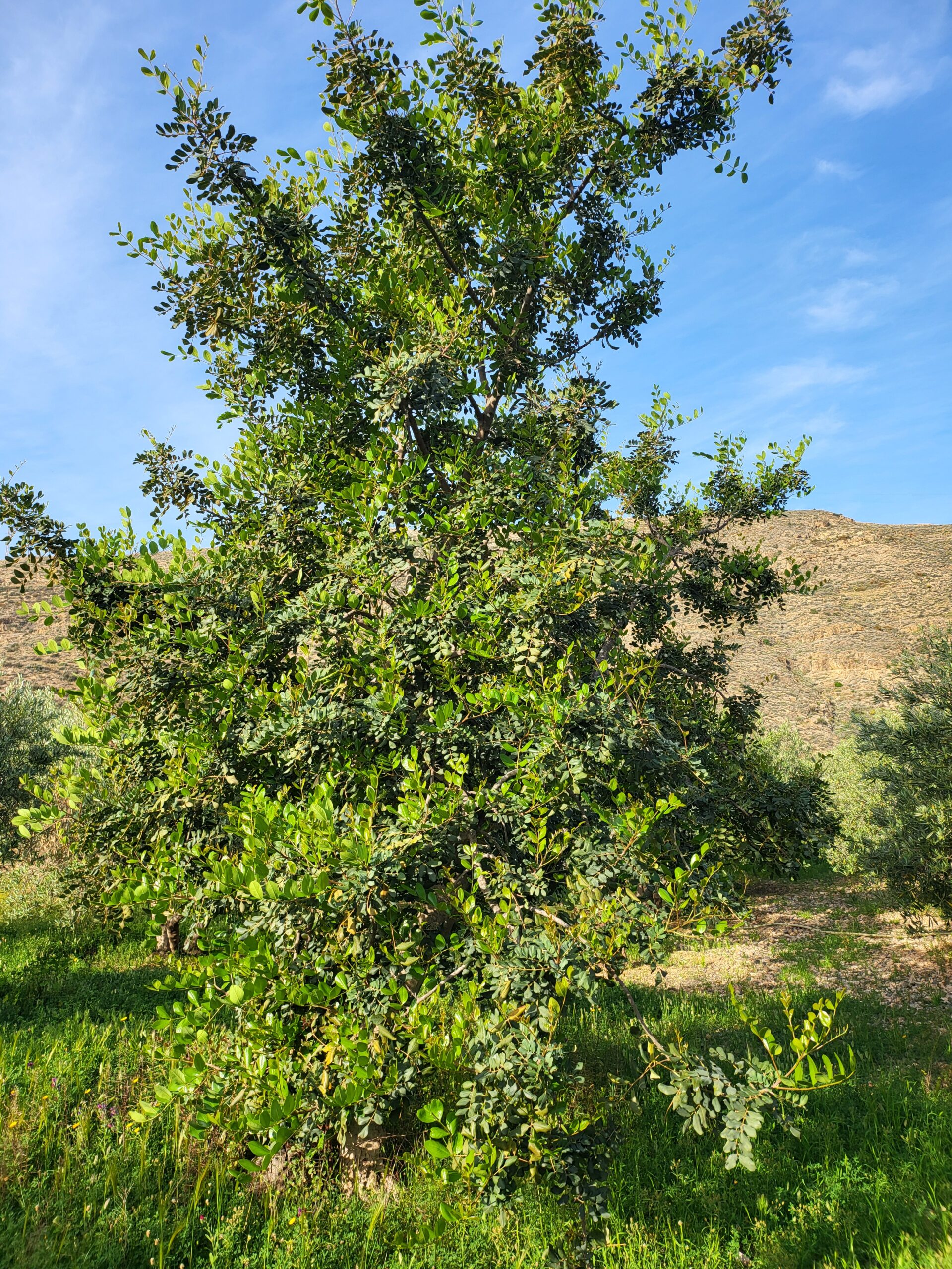 Grüner Johannisbrotbaum in einer sonnigen Landschaft