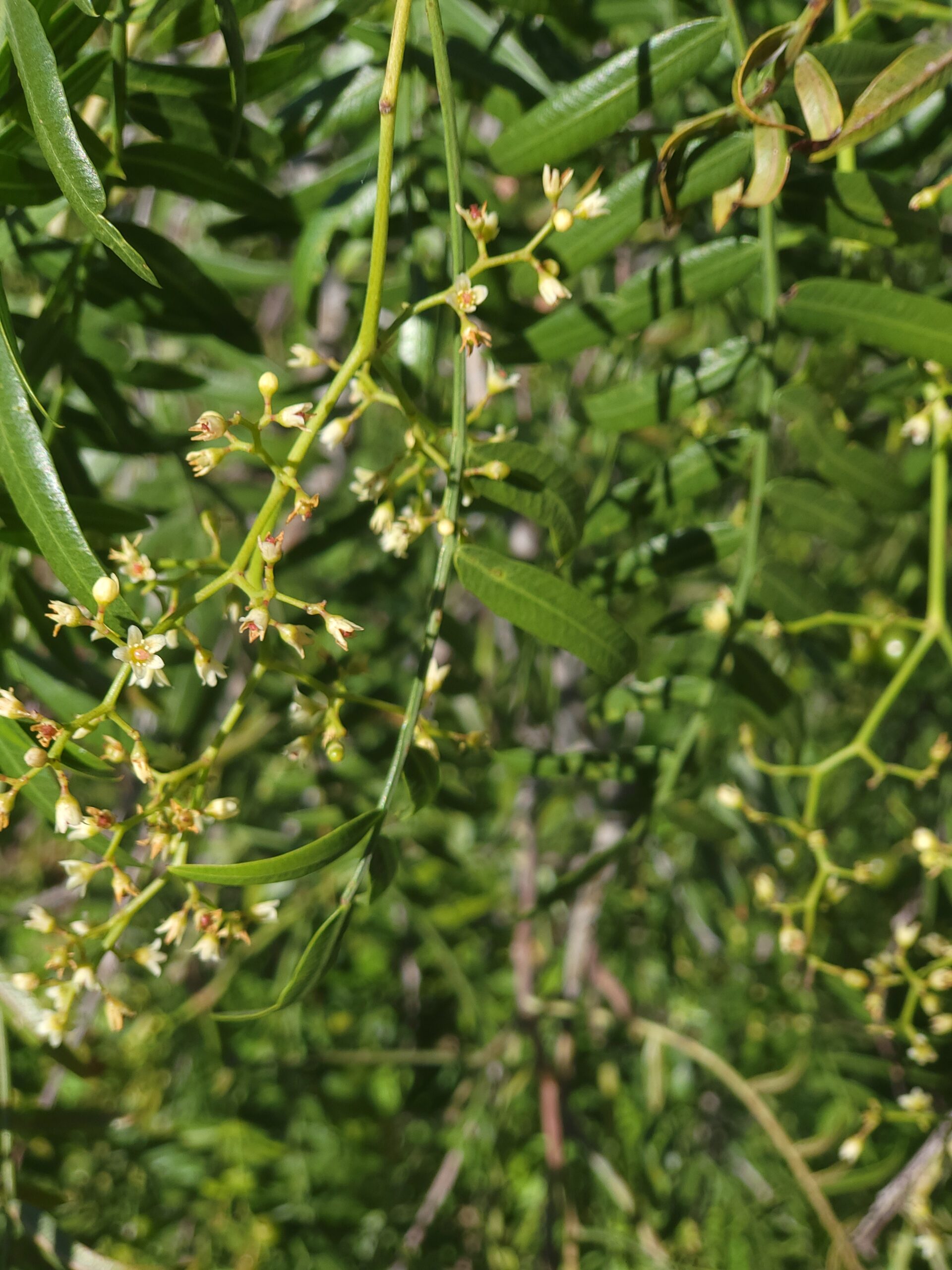 Kalifornischer Pfefferbaum – Zweig des Kalifornischen Pfefferbaums Kalifornischer Pfefferbaum – Zweig mit kleinen Blüten und schmalen grünen Blättern