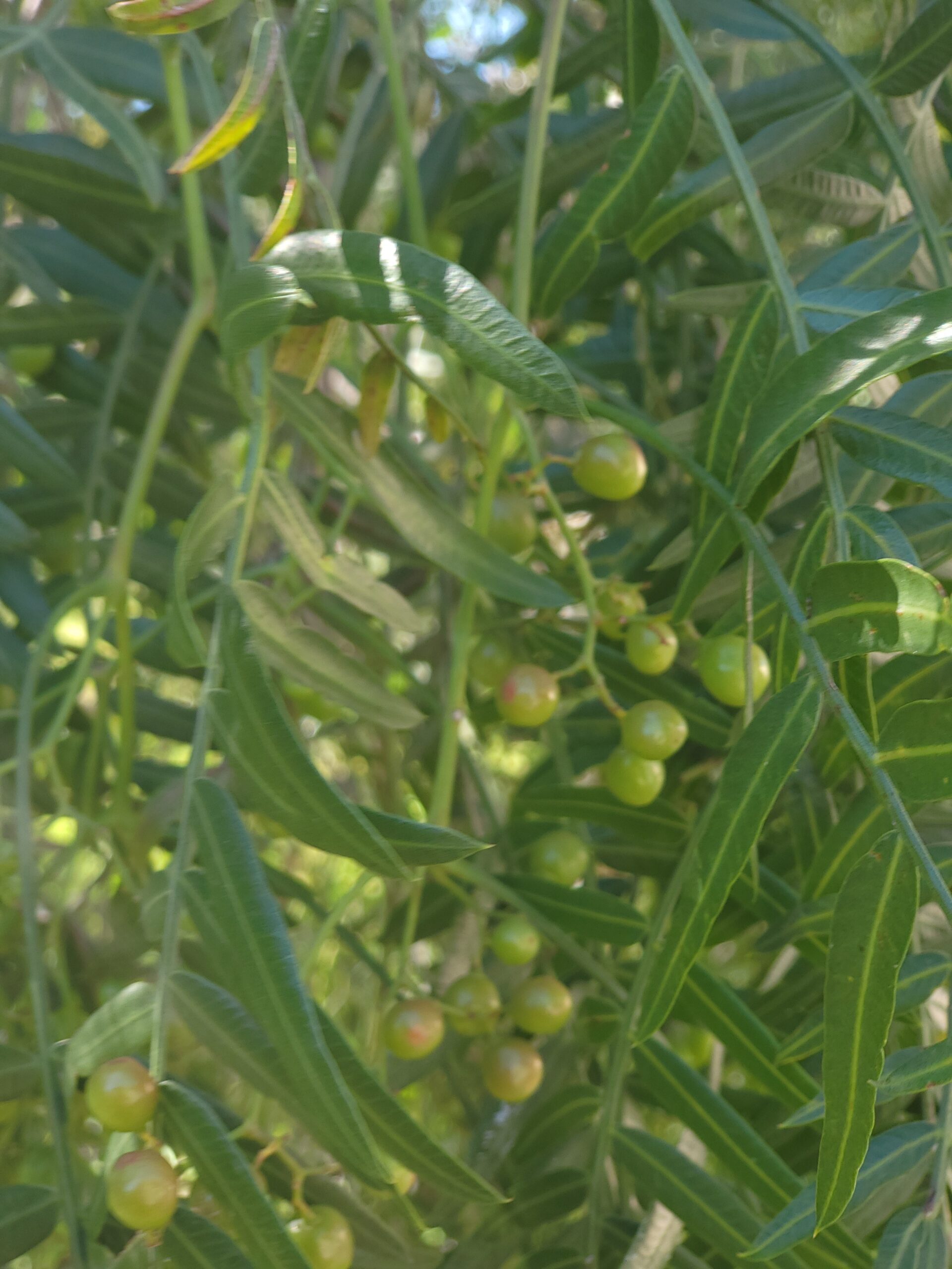 Kalifornischer Pfefferbaum – Zweig eines kalifornischen Pfefferbaums mit grünen Beeren