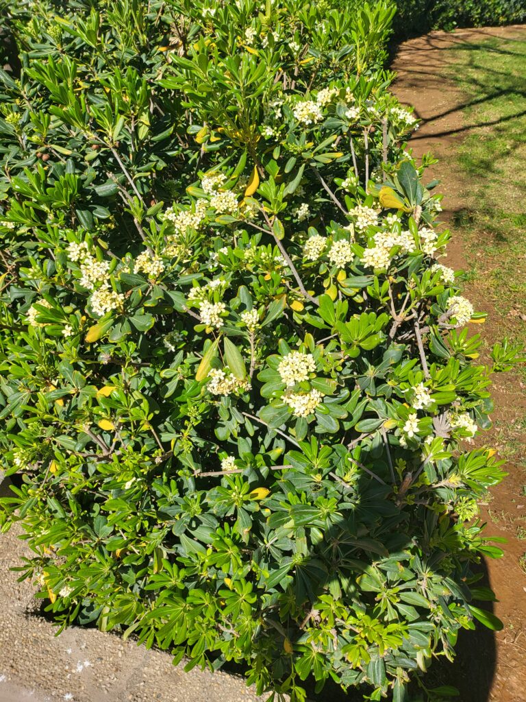 Immergrüner Strauch mit kleinen weißen Blüten im Sonnenschein