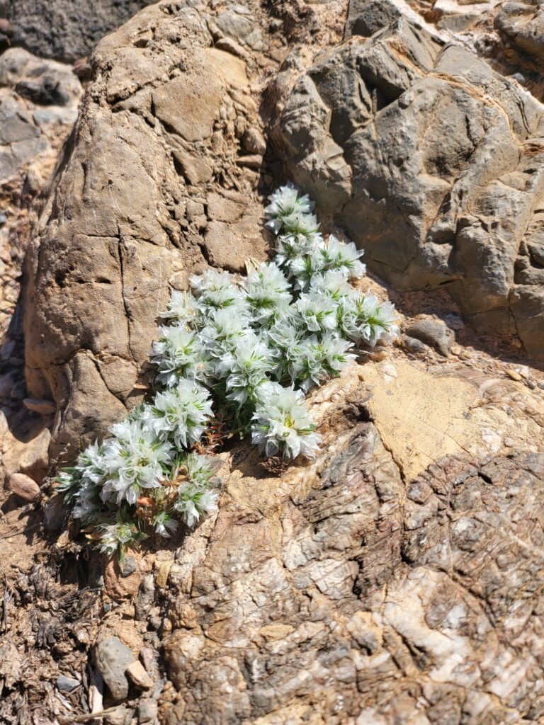 Kleine Pflanze mit weißen, flauschigen Blüten auf Felsen